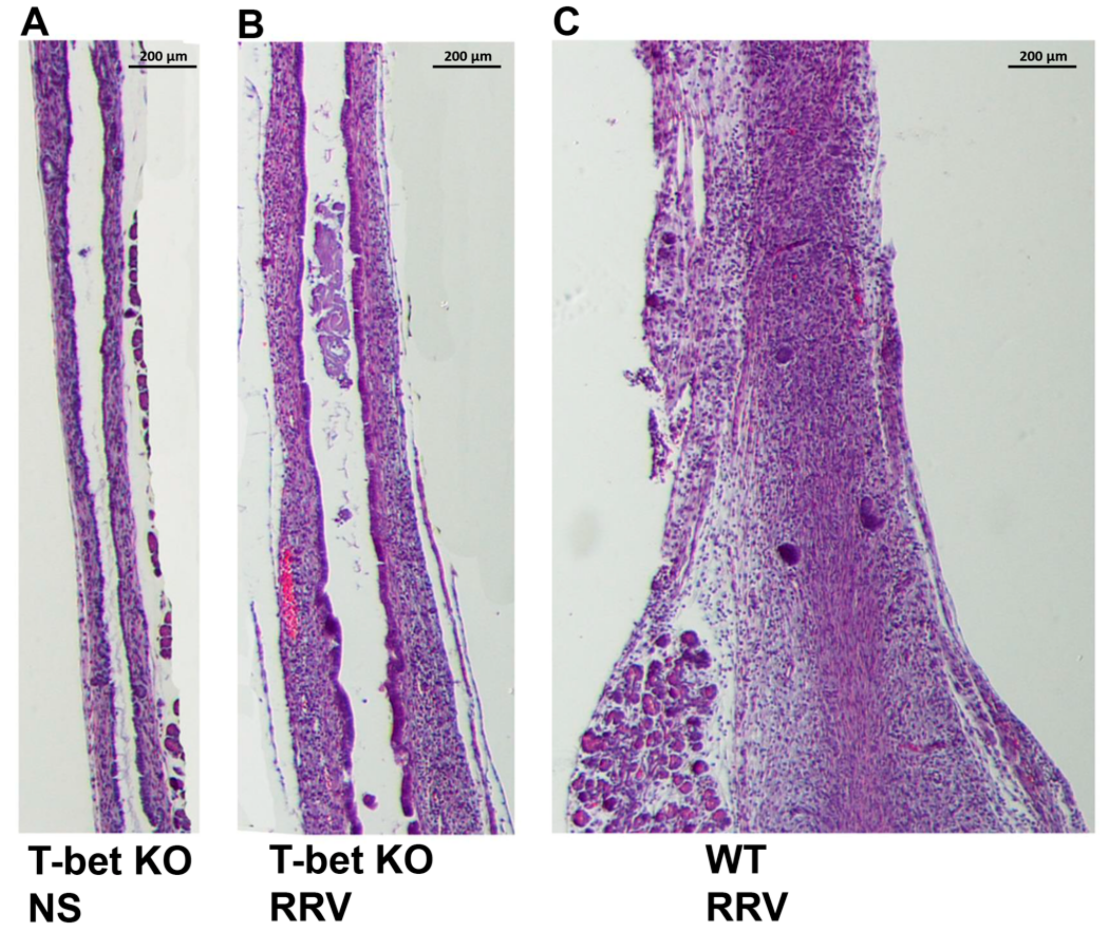 Cells 10 03461 g007 550