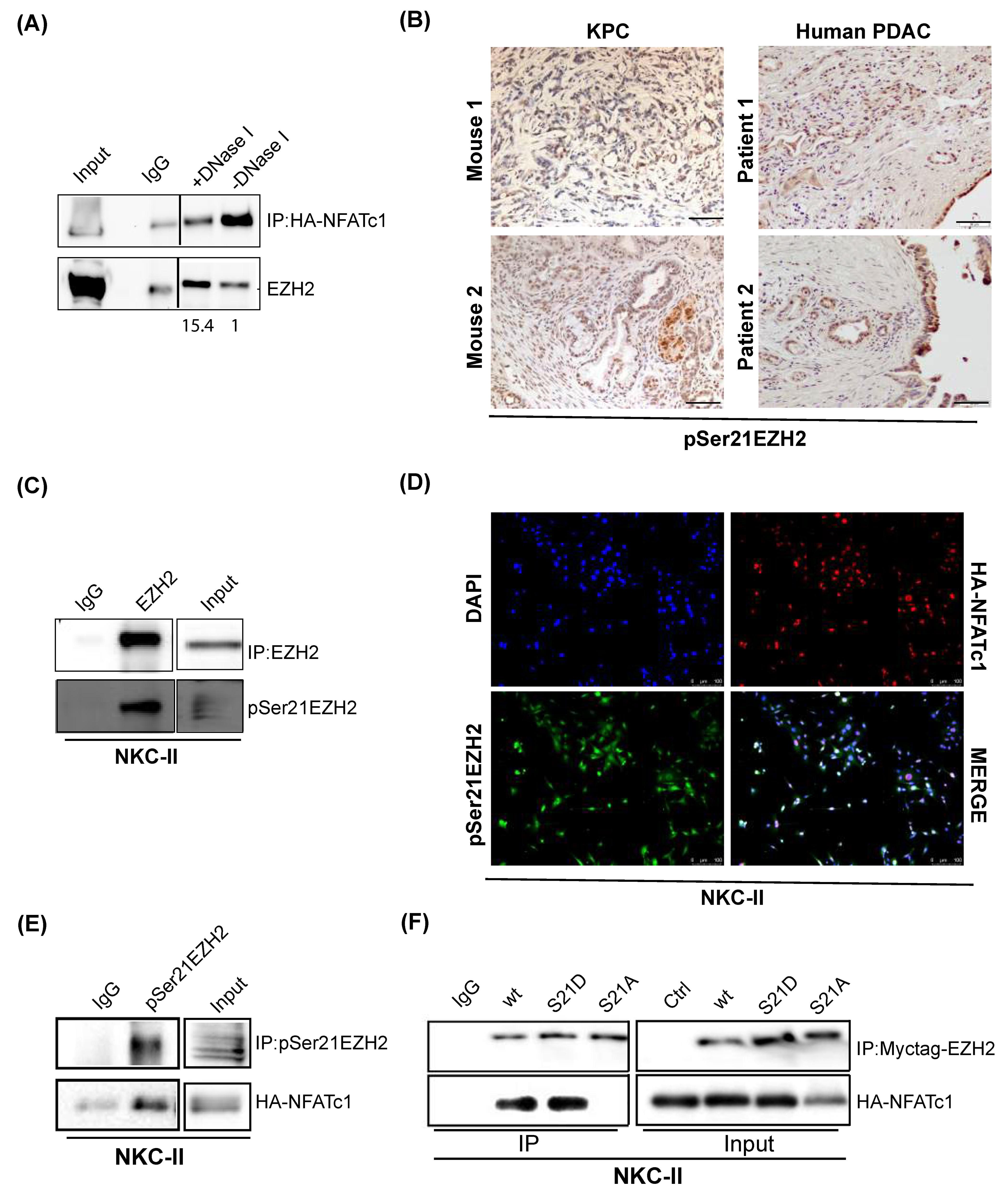 Cells 10 03463 g005 Cells 10 03463 g005