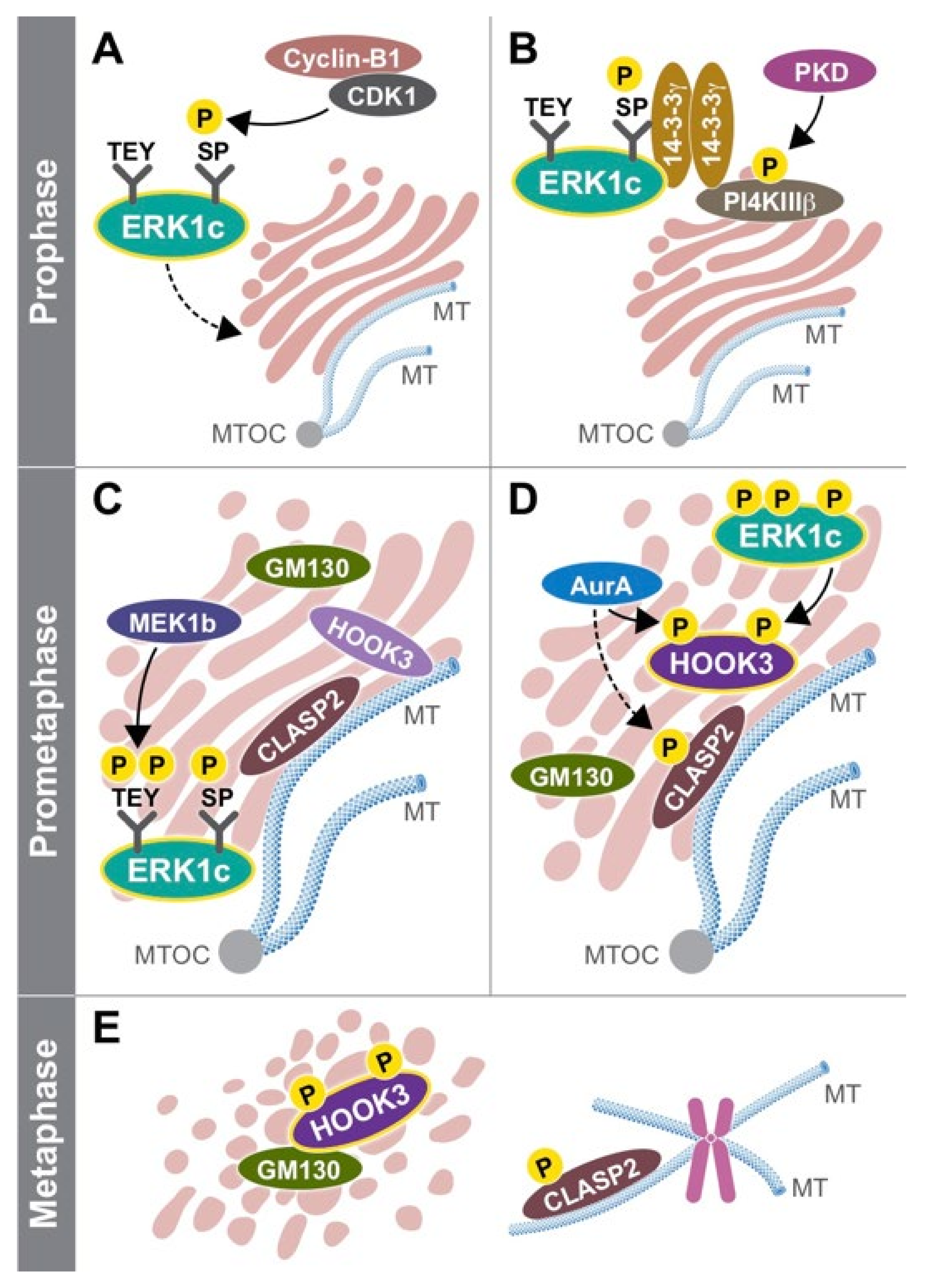 Cells 10 03466 g002 Cells 10 03466 g002