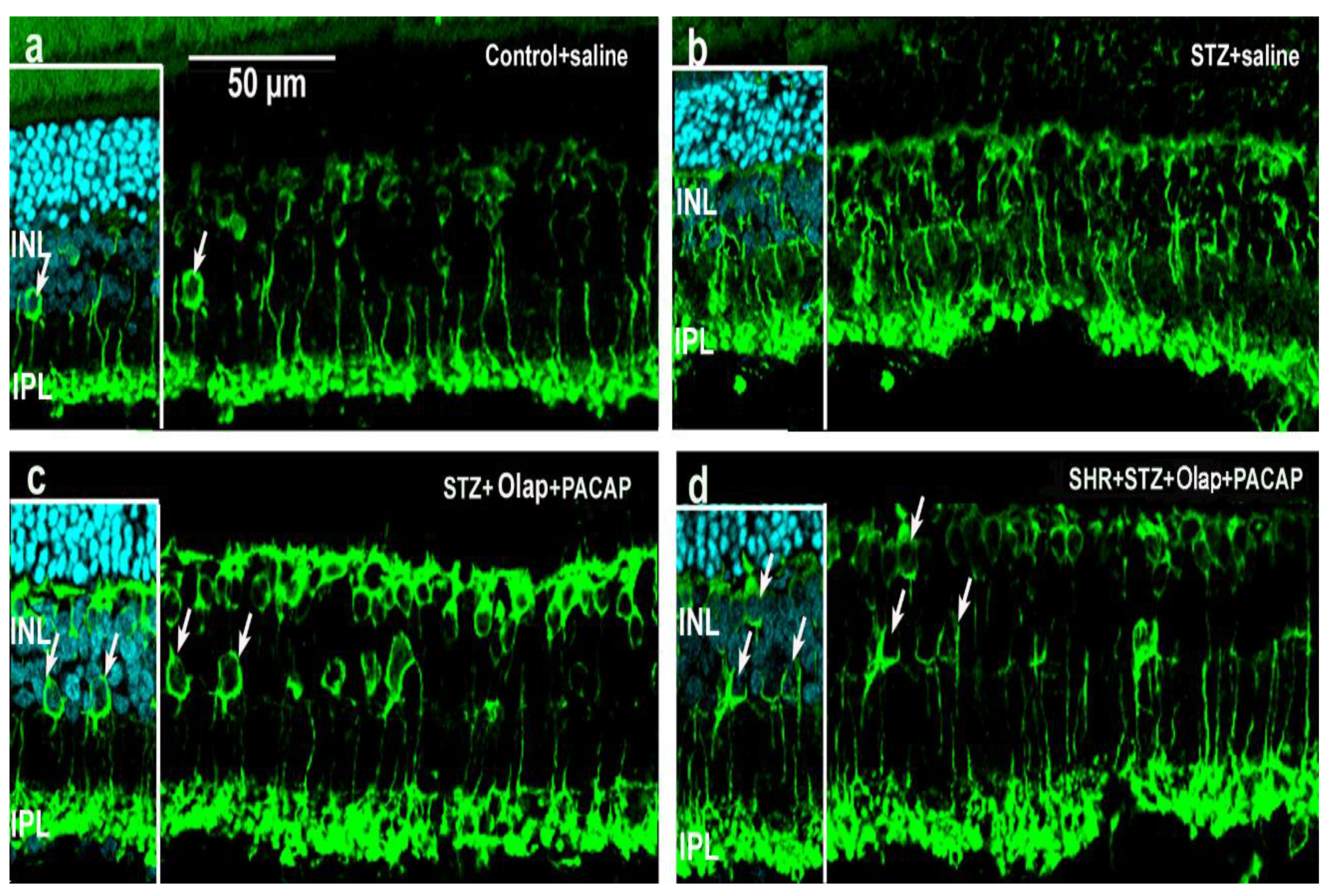Cells 10 03470 g008 Cells 10 03470 g008