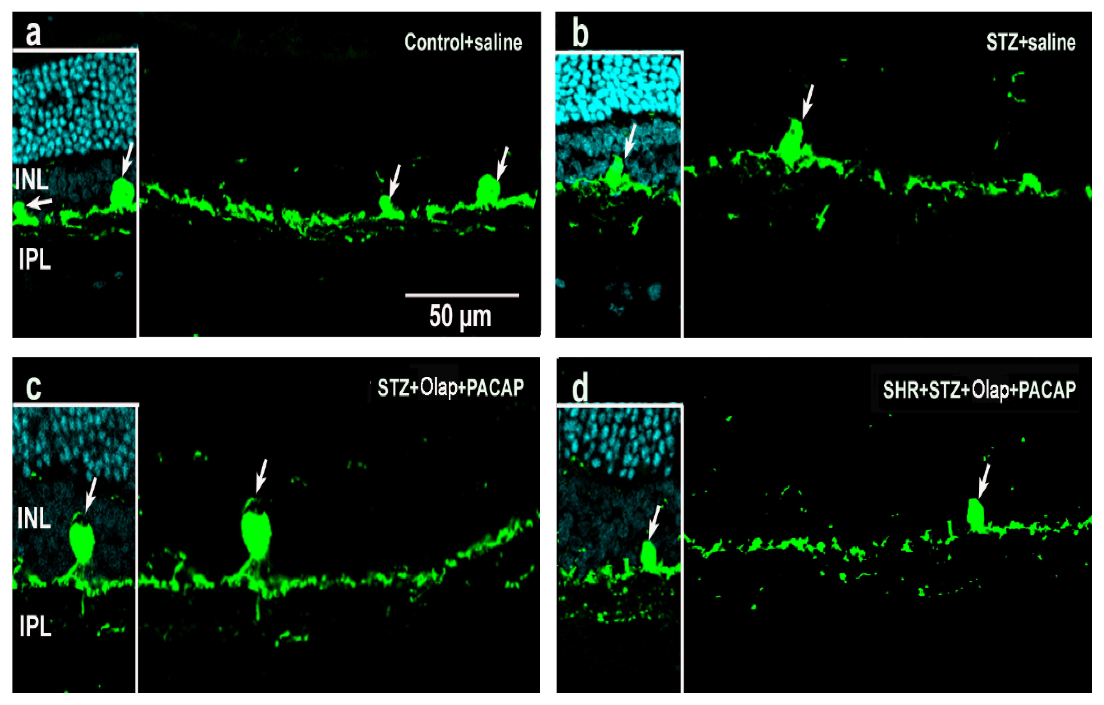 Cells 10 03470 g009 Cells 10 03470 g009