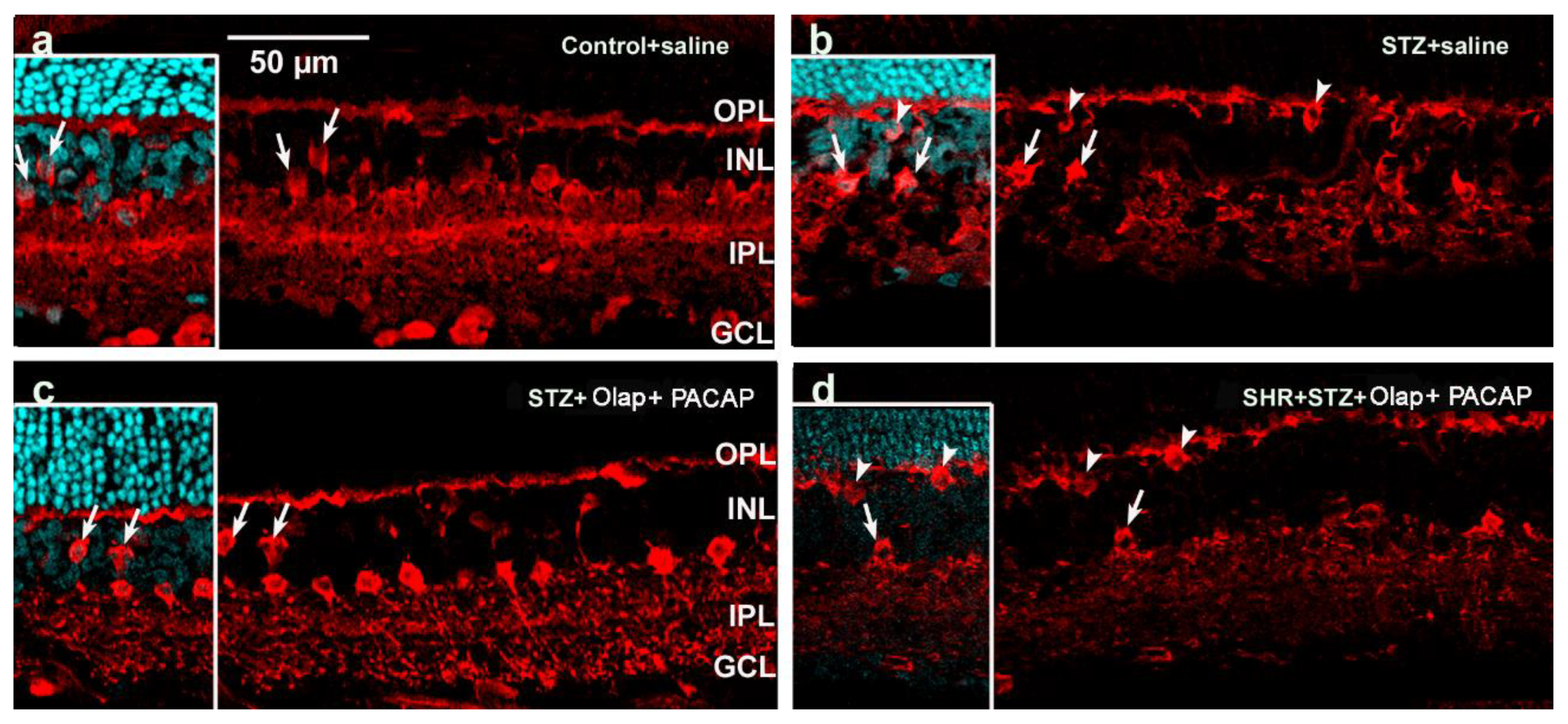 Cells 10 03470 g010 Cells 10 03470 g010