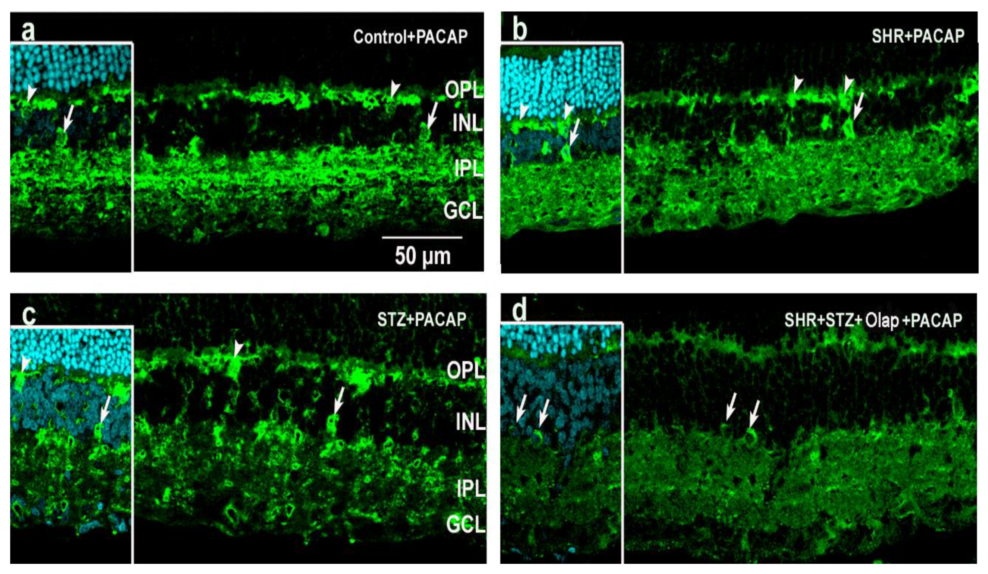 Cells 10 03470 g011 Cells 10 03470 g011