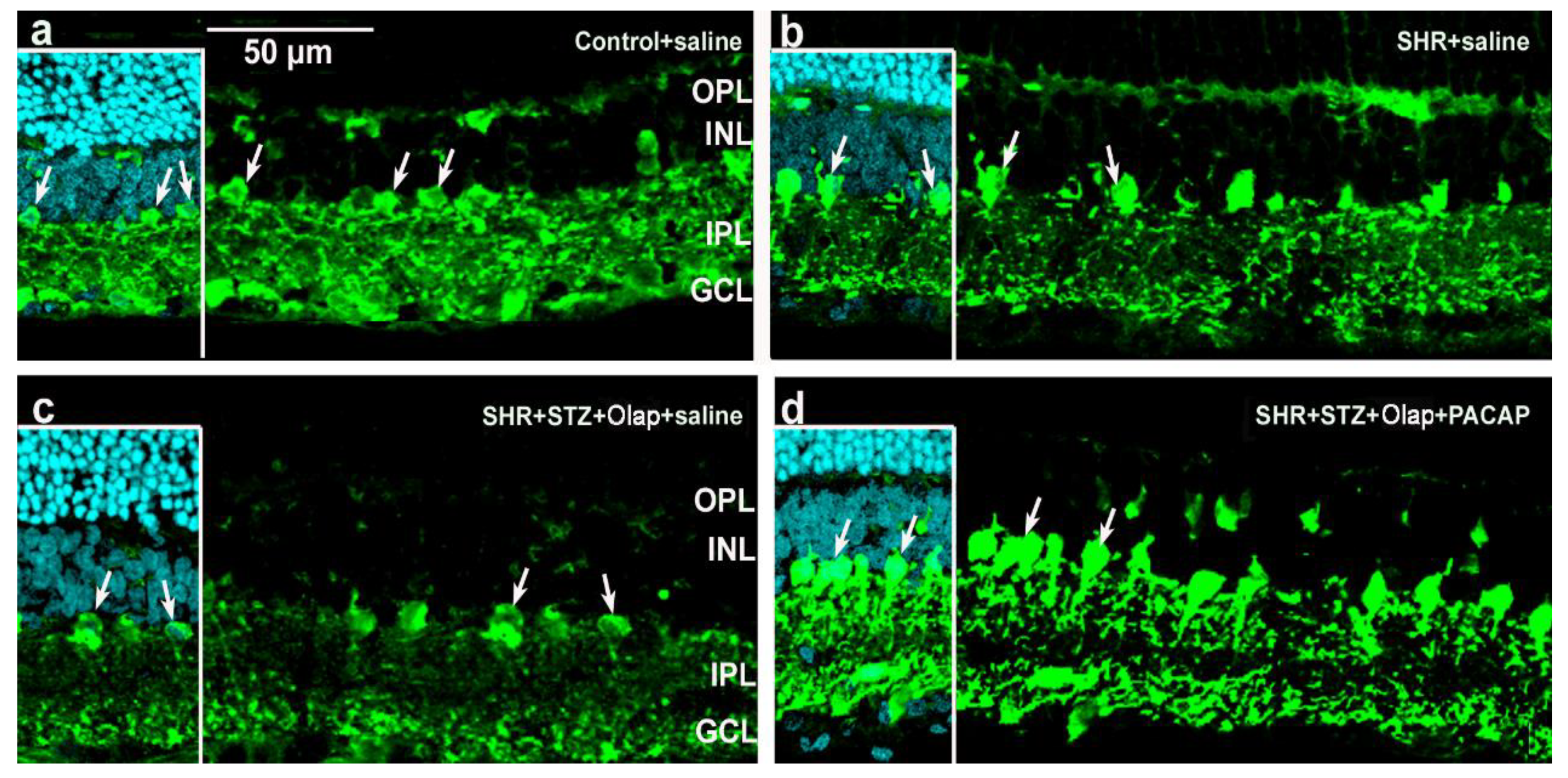Cells 10 03470 g012 Cells 10 03470 g012