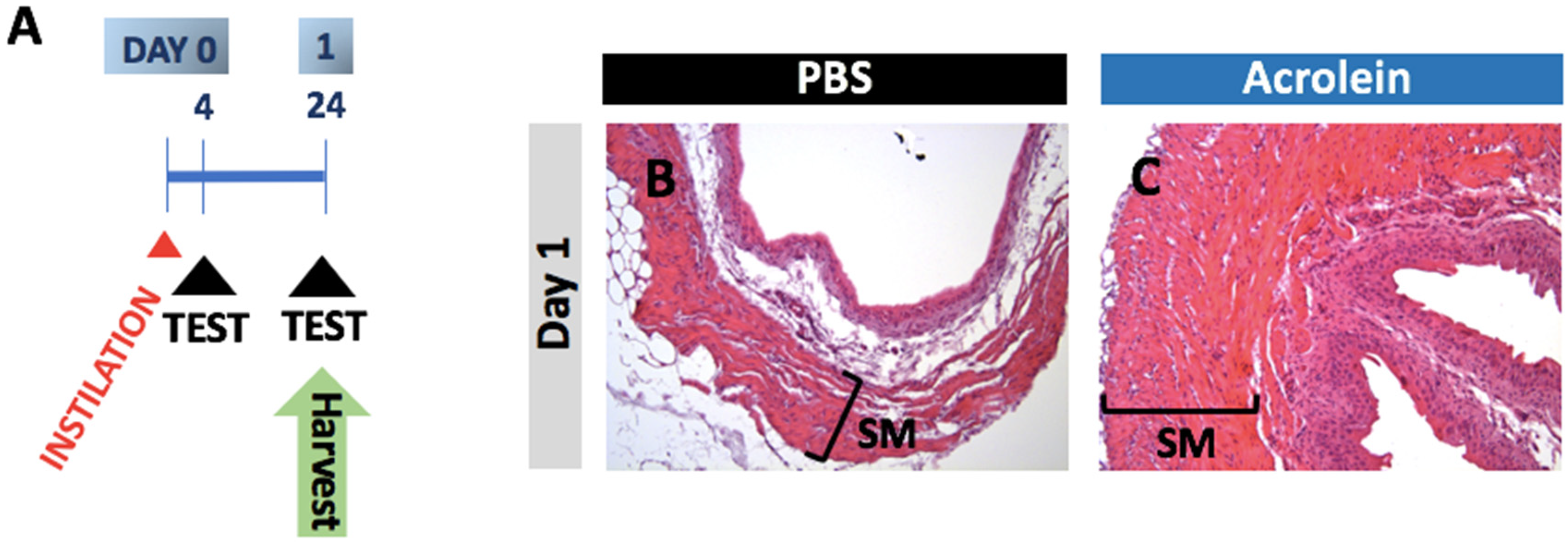Cells 10 03477 g001 Cells 10 03477 g001
