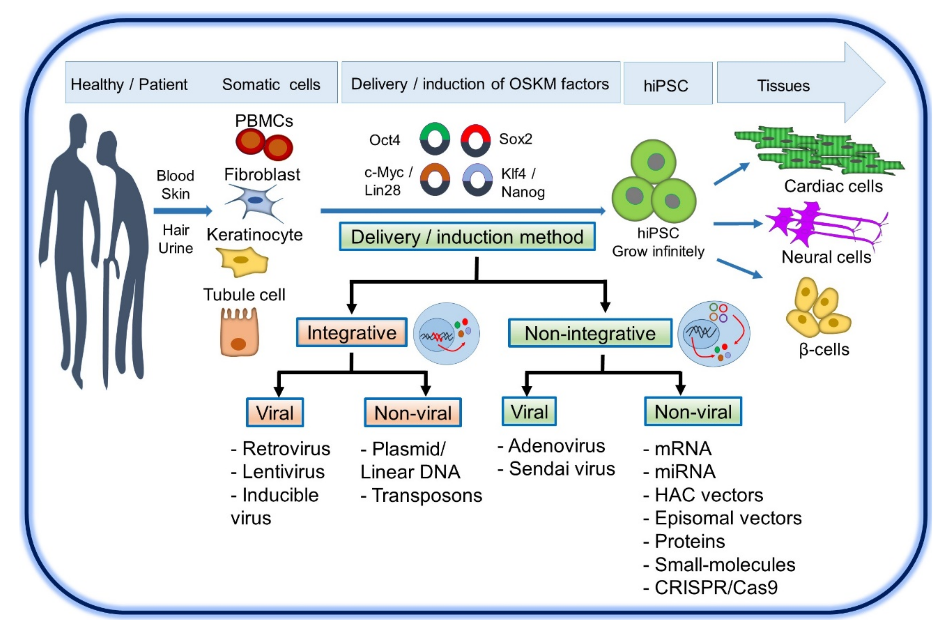 https://www.mdpi.com/cells/cells-10-03483/article_deploy/html/images/cells-10-03483-g001.png