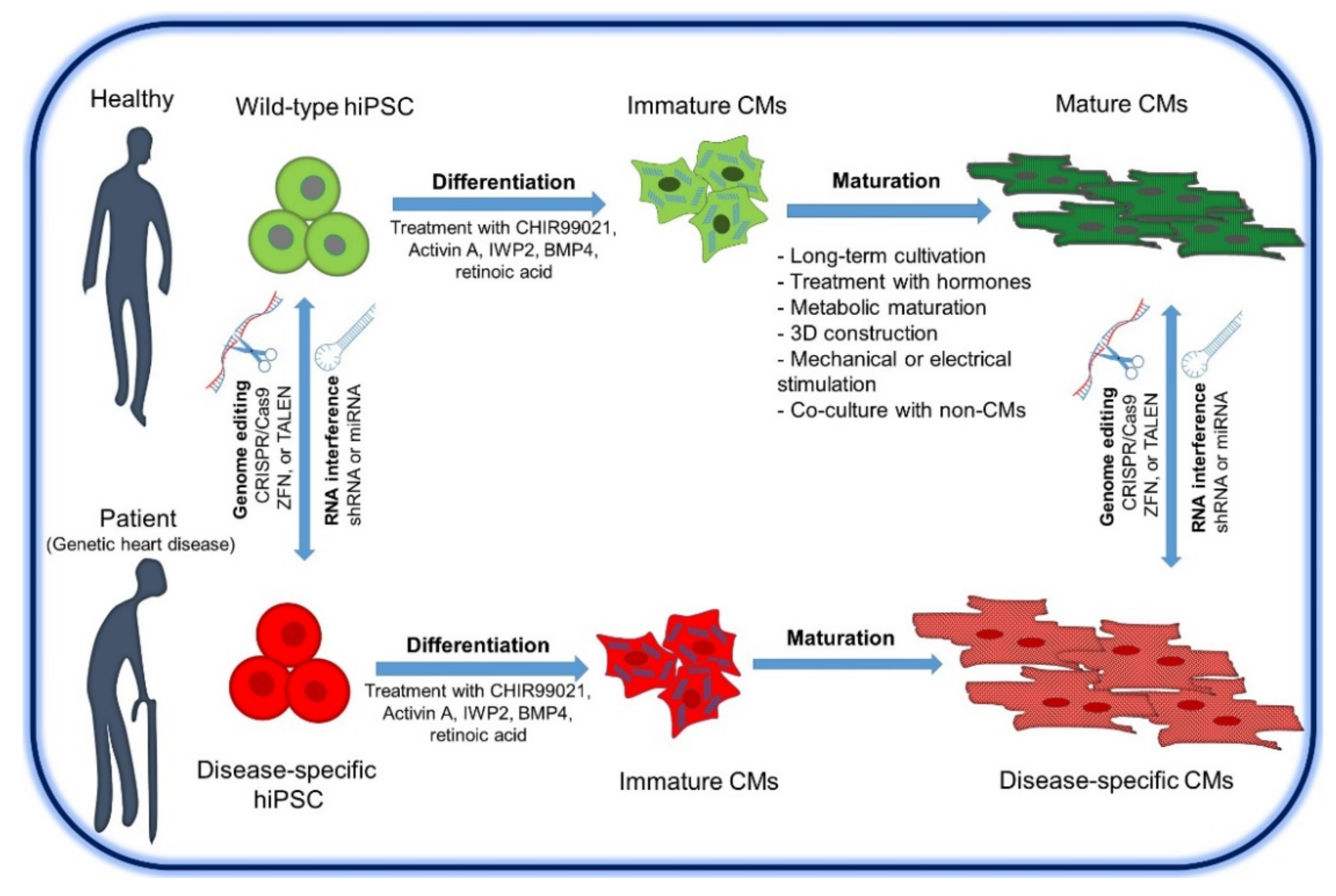 Cells 10 03483 g004 Cells 10 03483 g004