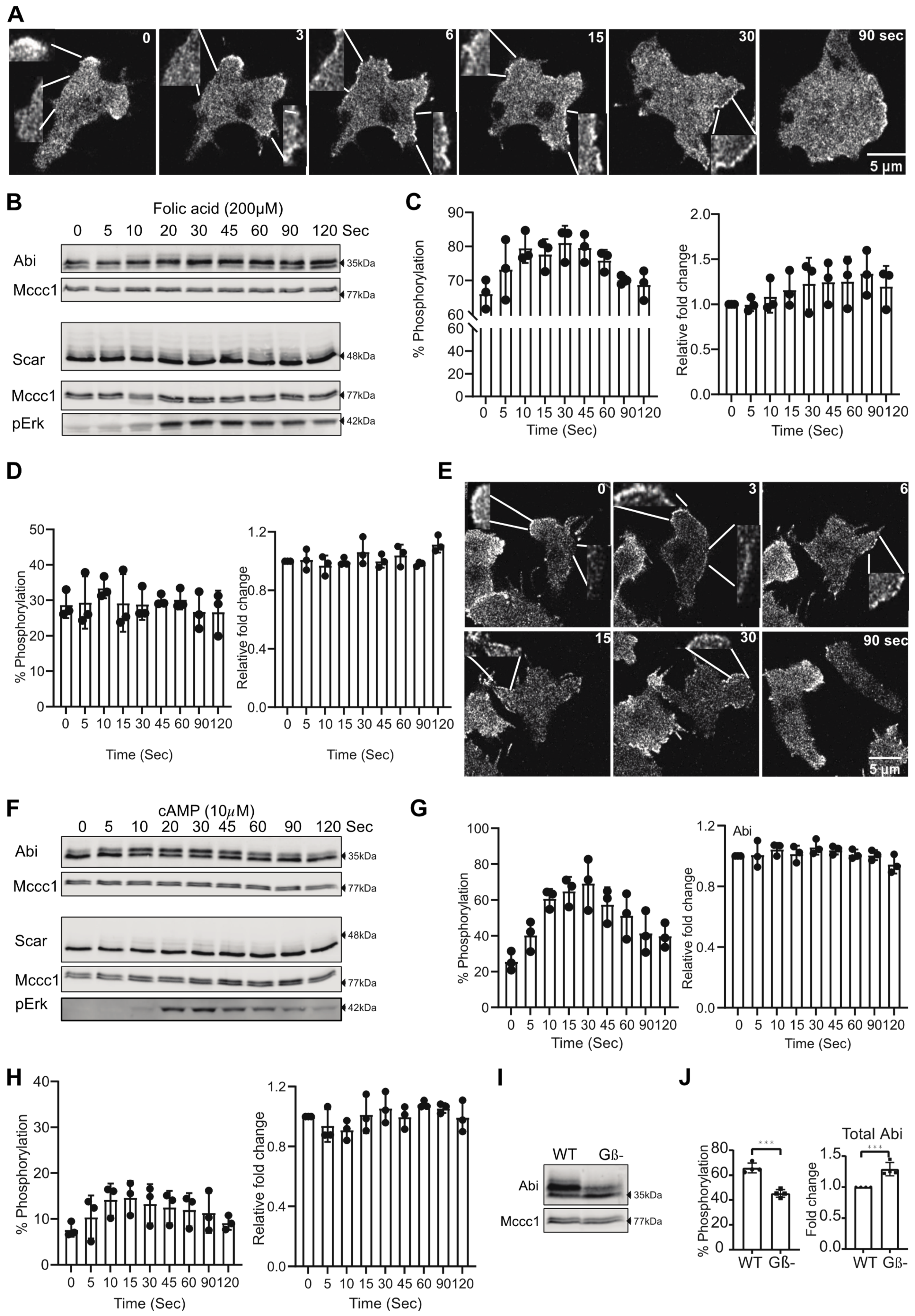 Cells 10 03485 g002 Cells 10 03485 g002