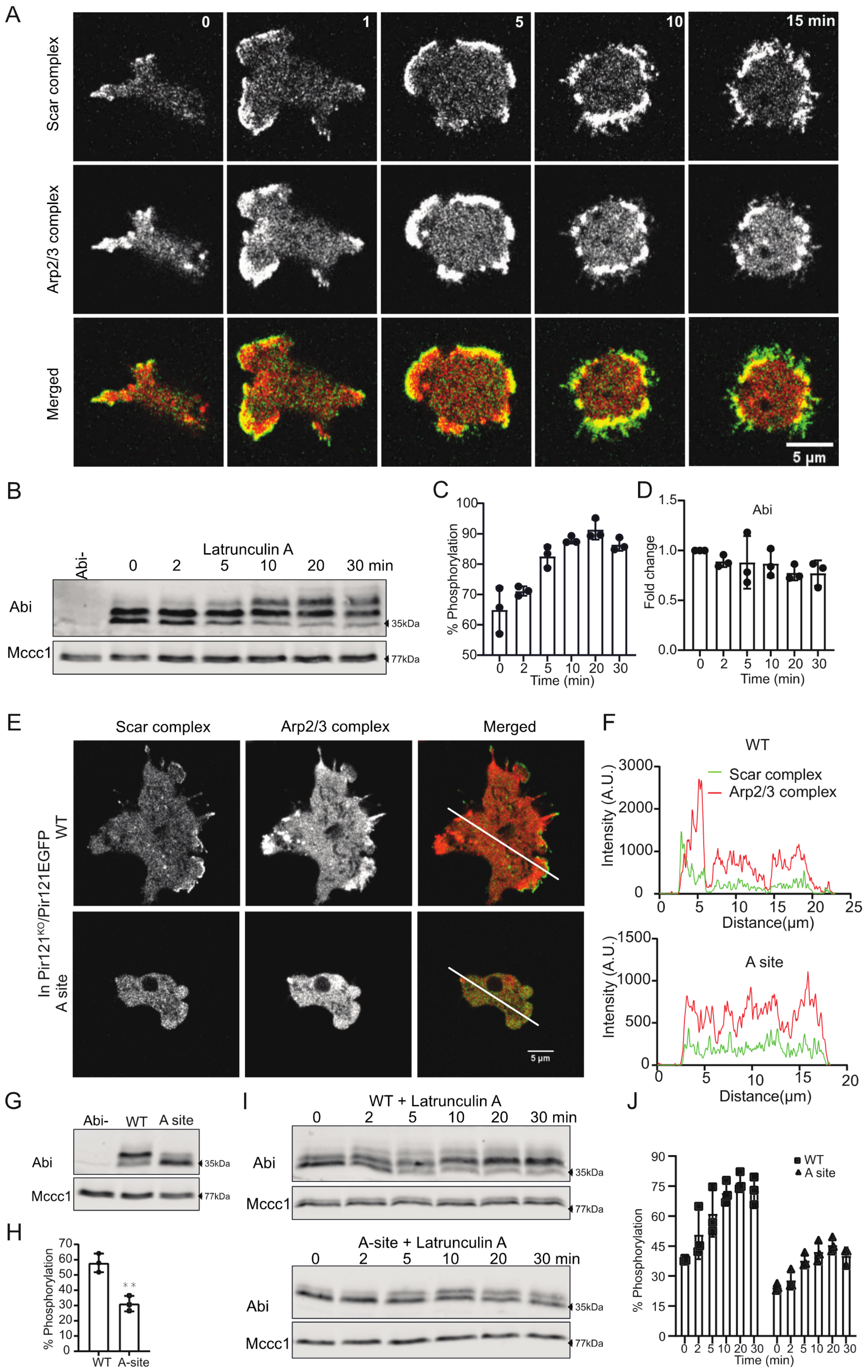 Cells 10 03485 g004 Cells 10 03485 g004