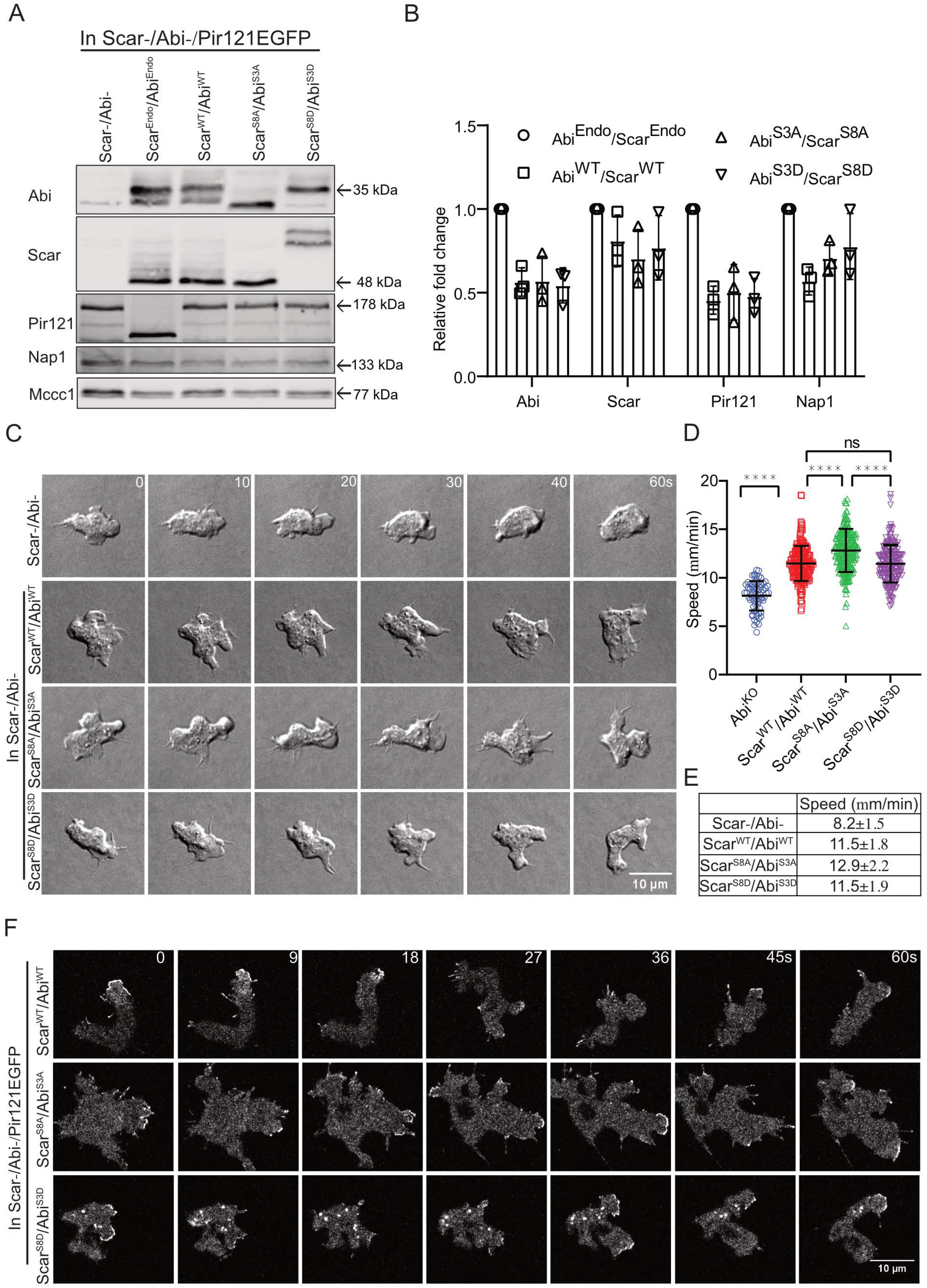 Cells 10 03485 g006 Cells 10 03485 g006