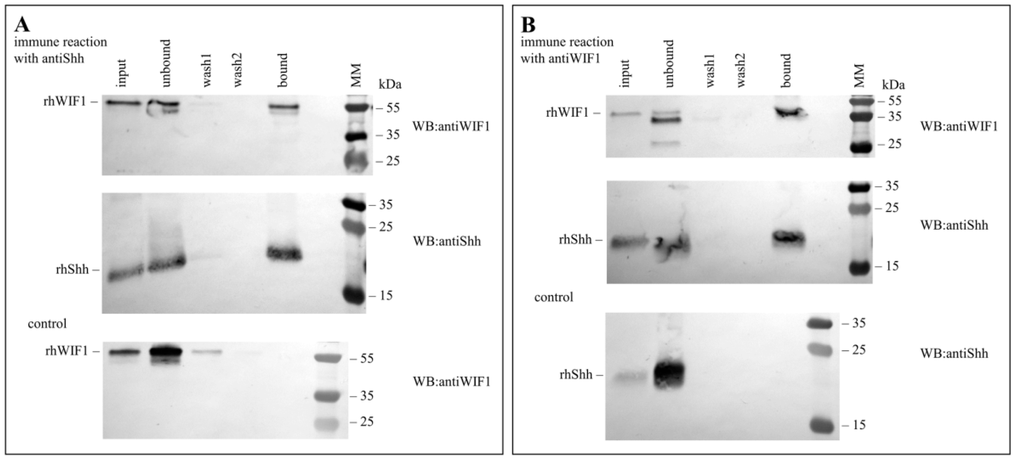 Cells 10 03496 g001 550