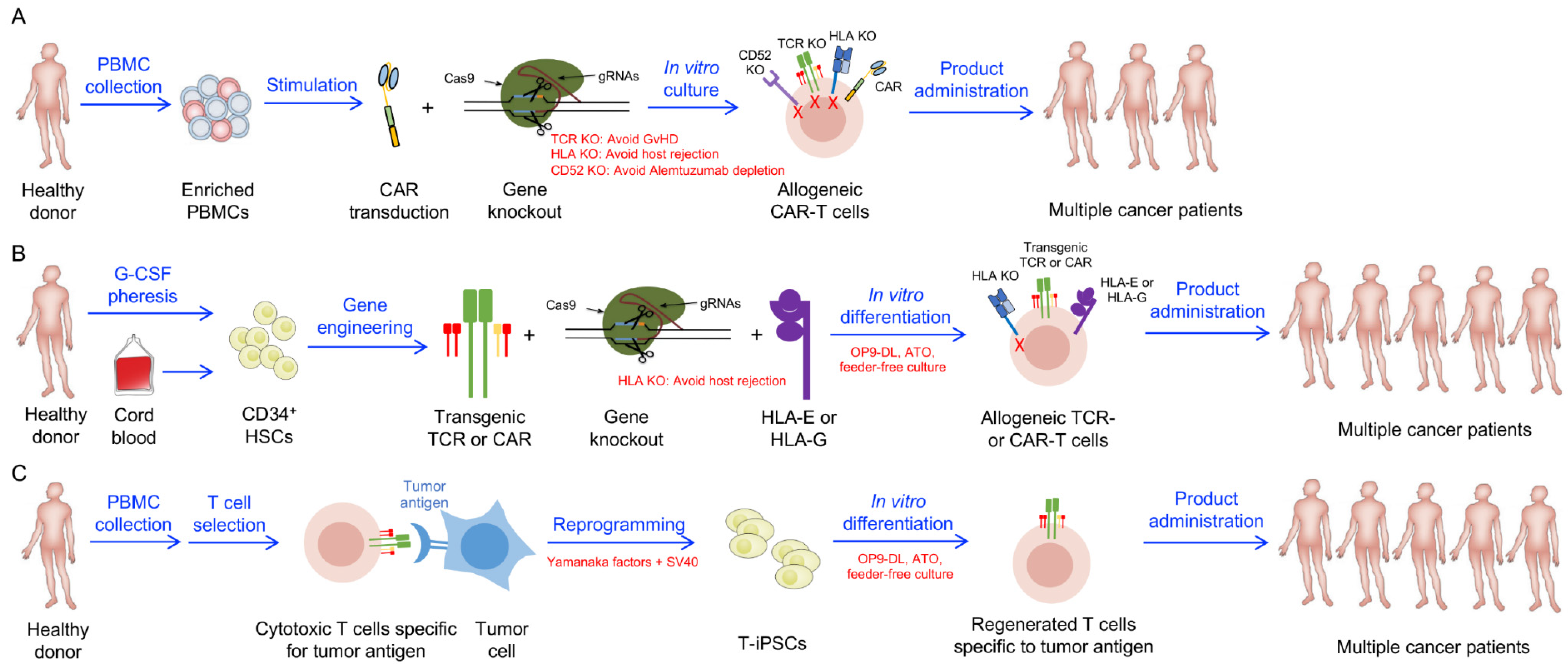 Cells Free Full-Text Development of Stem Cell-Derived Immune Cells for Off-the-Shelf Cancer Immunotherapies