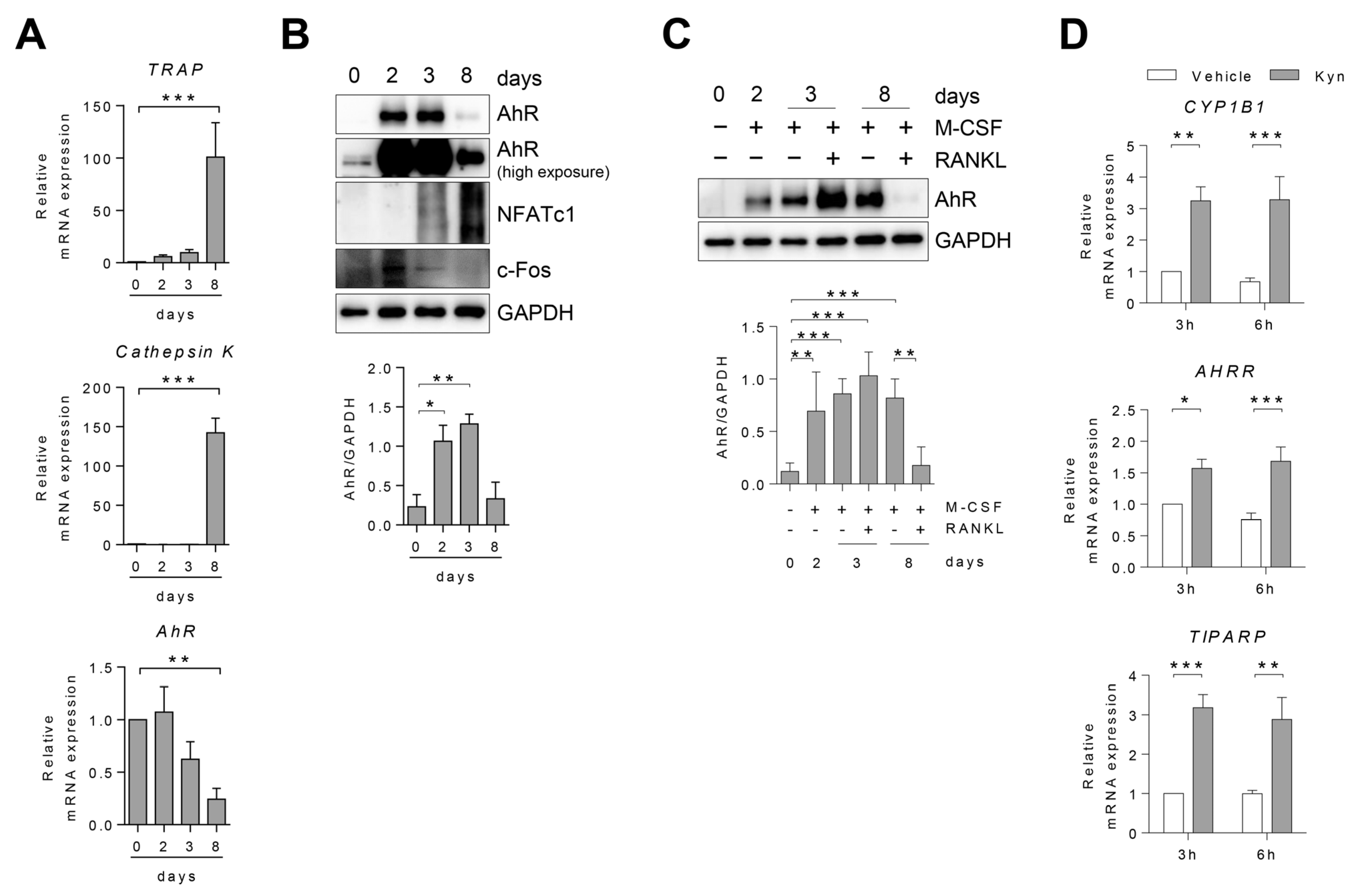 Cells 10 03498 g001 550