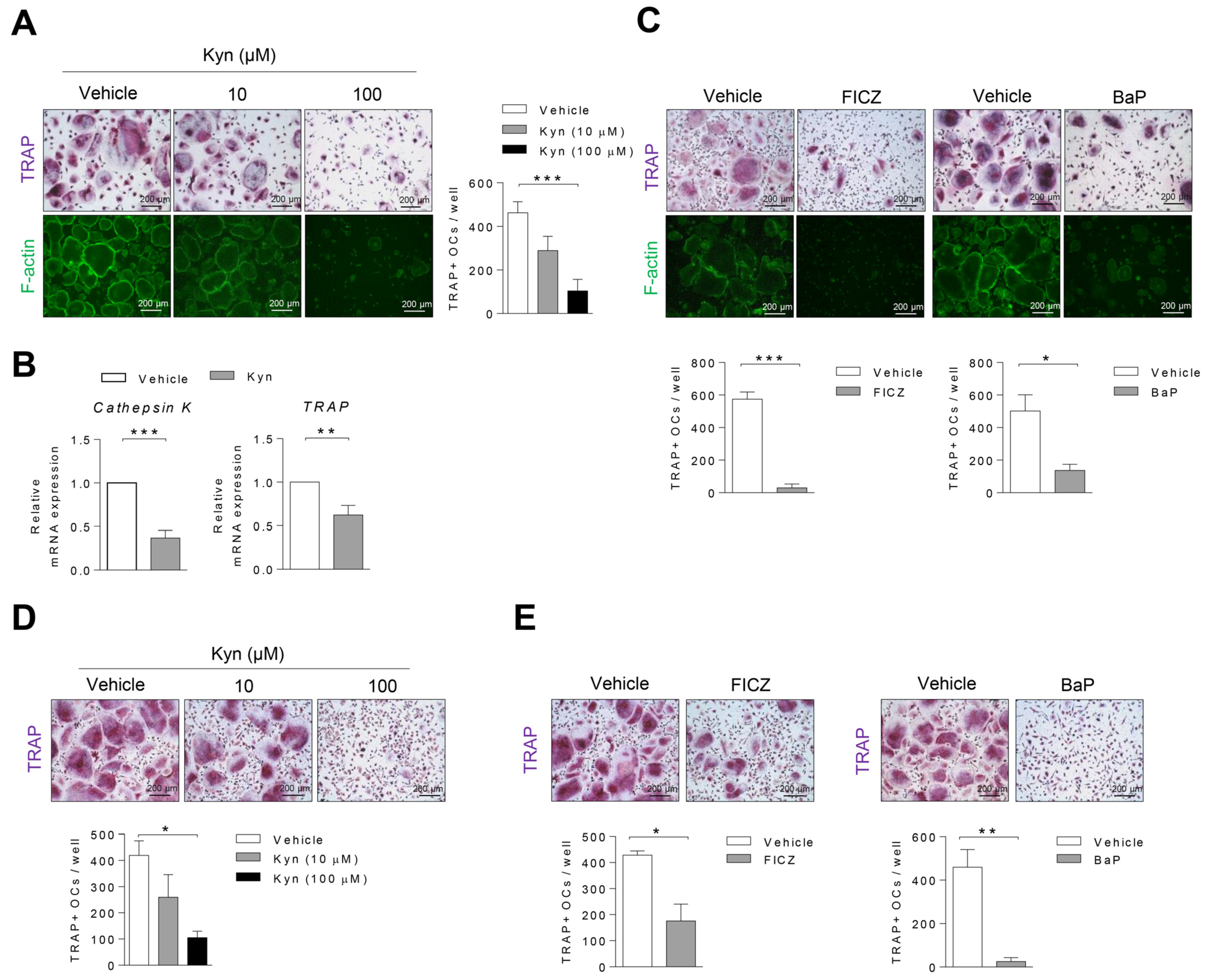 Cells 10 03498 g002 550