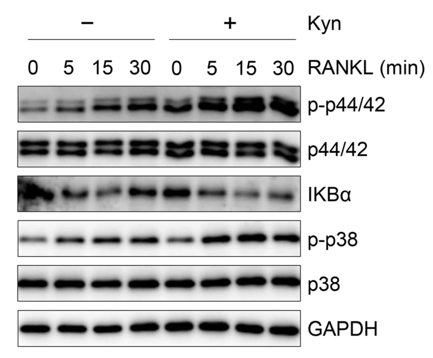 Cells 10 03498 g005 550