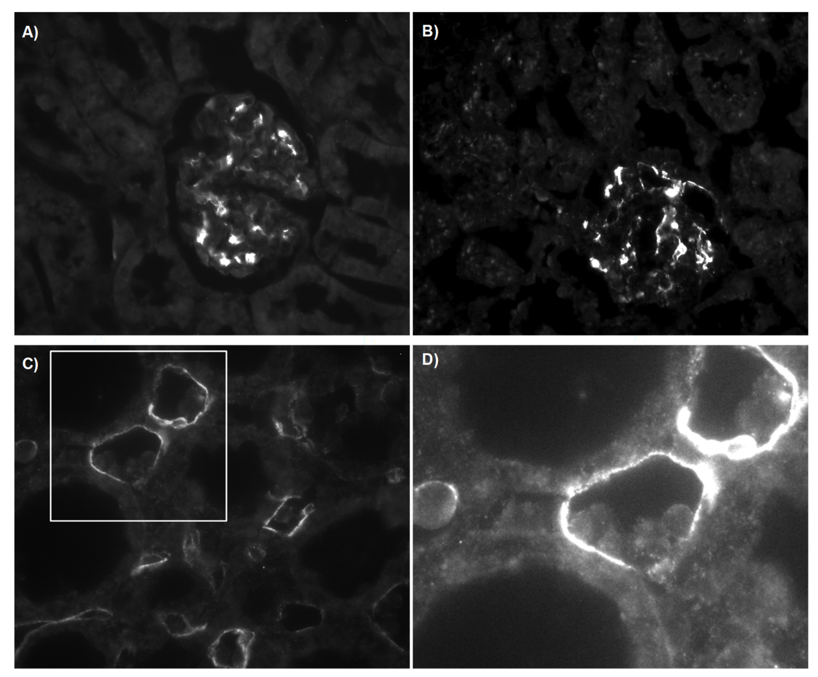 Cells 10 03499 g004 Cells 10 03499 g004
