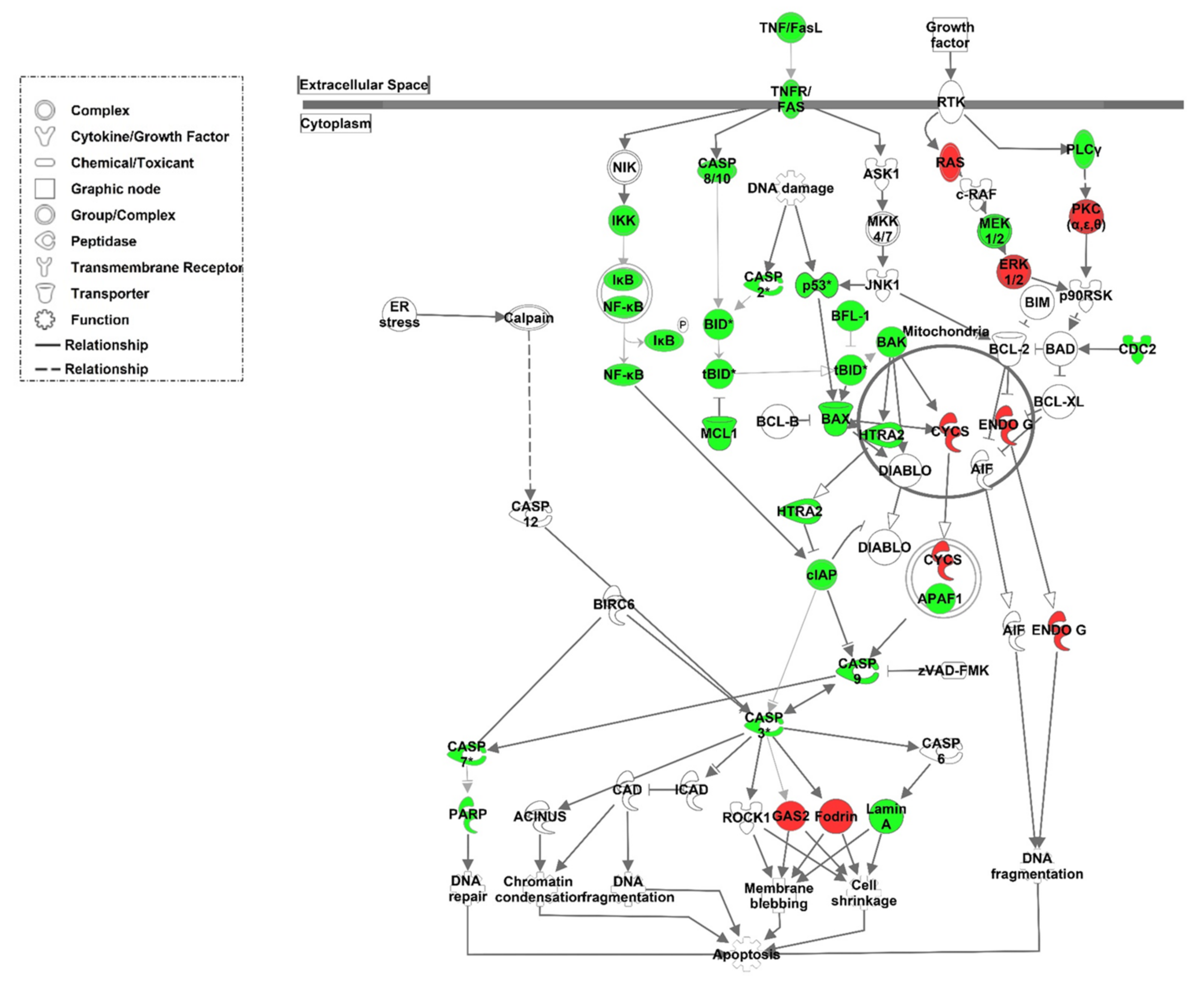 Cells 10 03499 g006 Cells 10 03499 g006