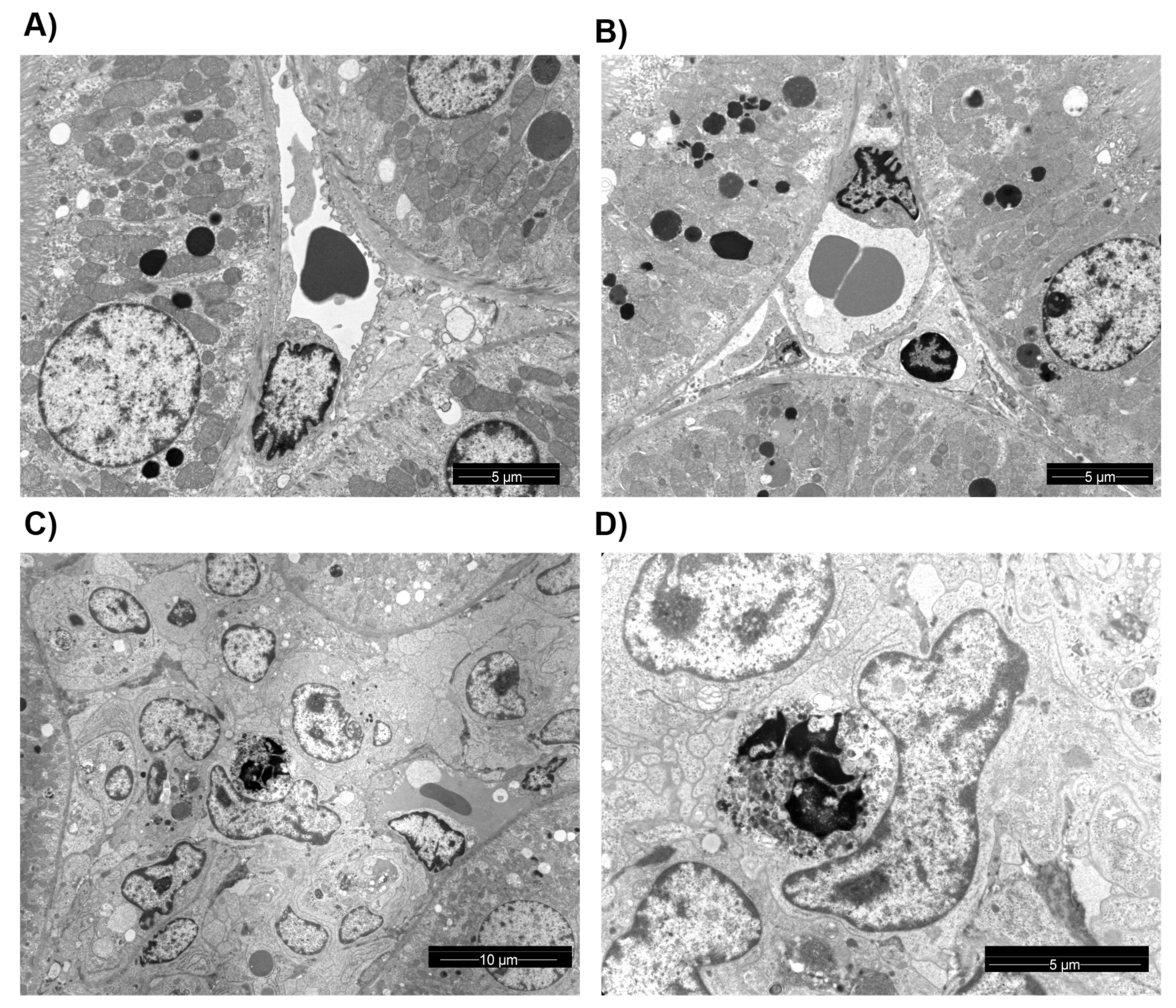 Cells 10 03499 g007 Cells 10 03499 g007