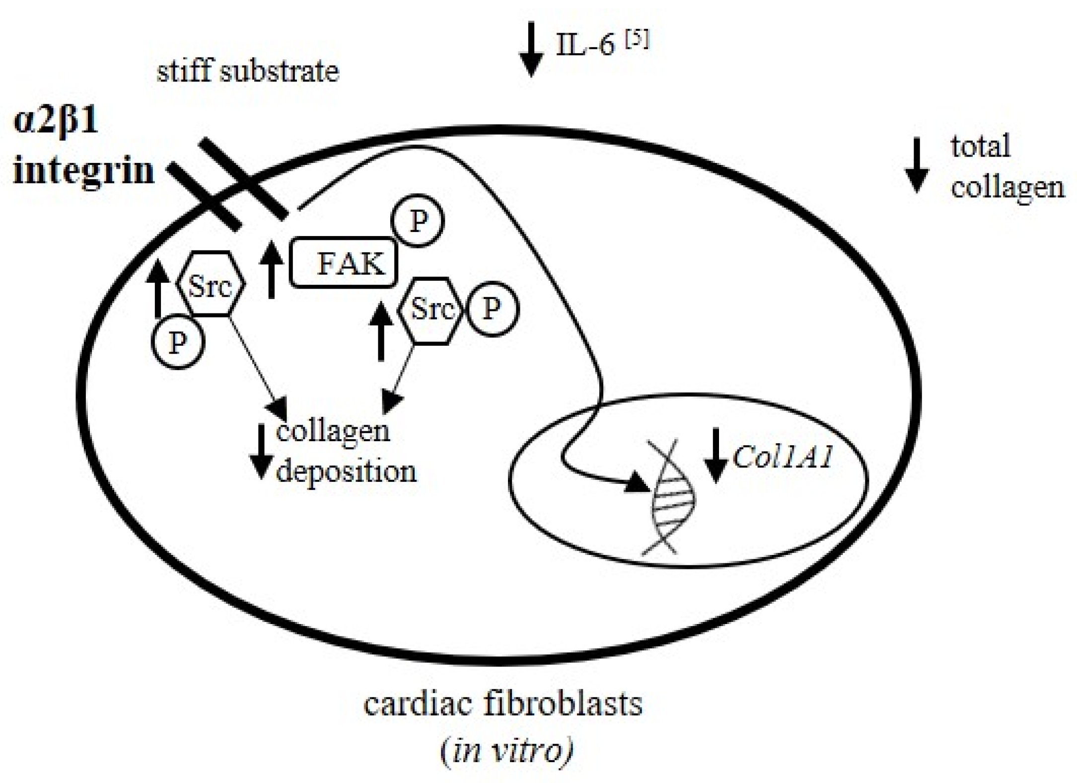 Cells 10 03506 g008 550