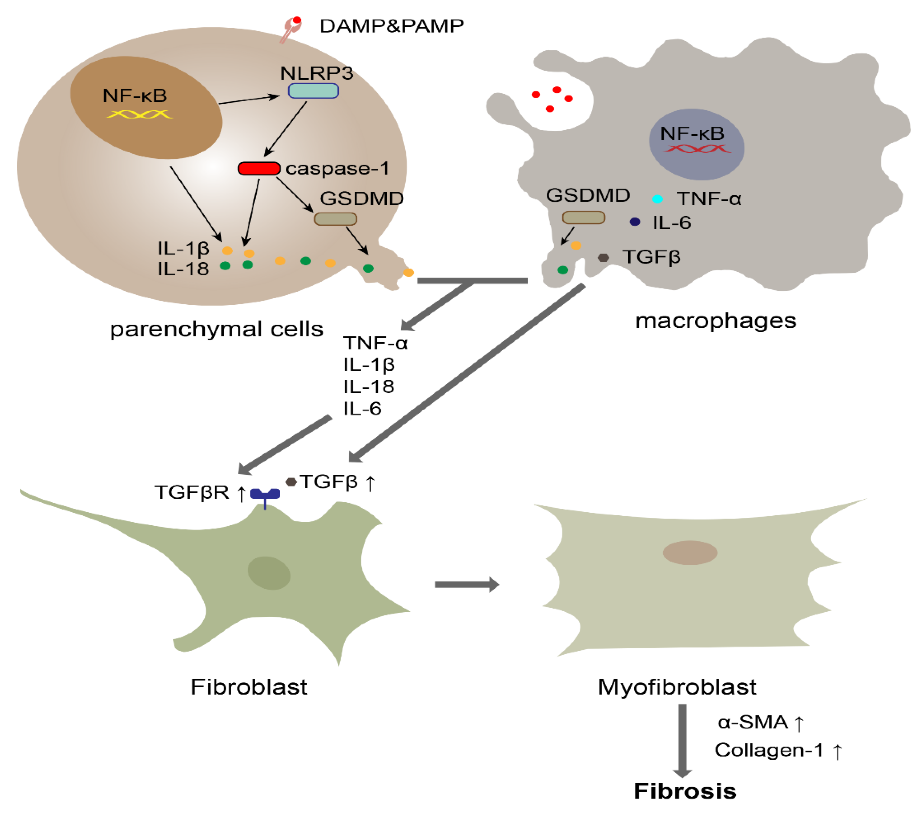 Cells 10 03509 g002 Cells 10 03509 g002