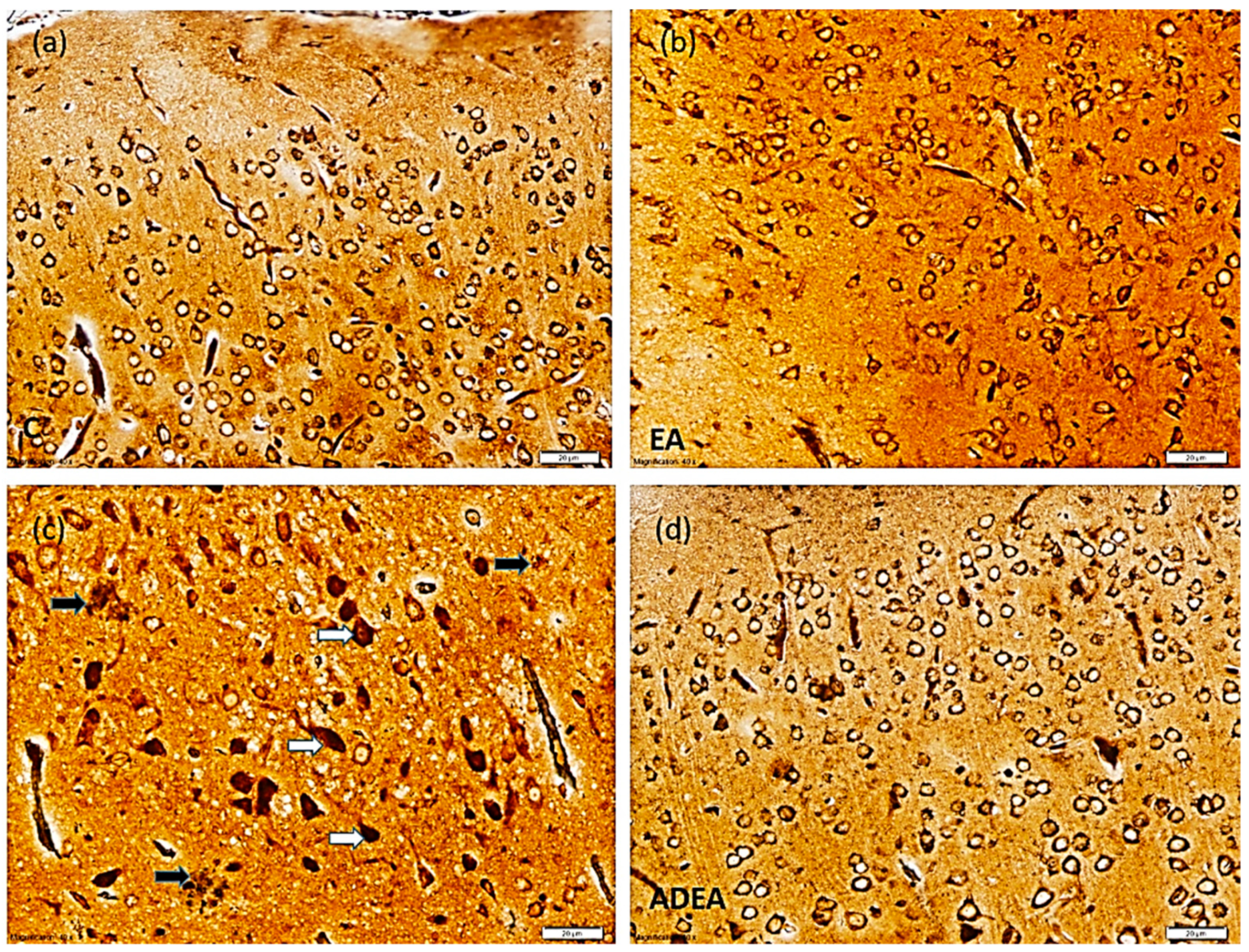 Cells 10 03511 g004 Cells 10 03511 g004