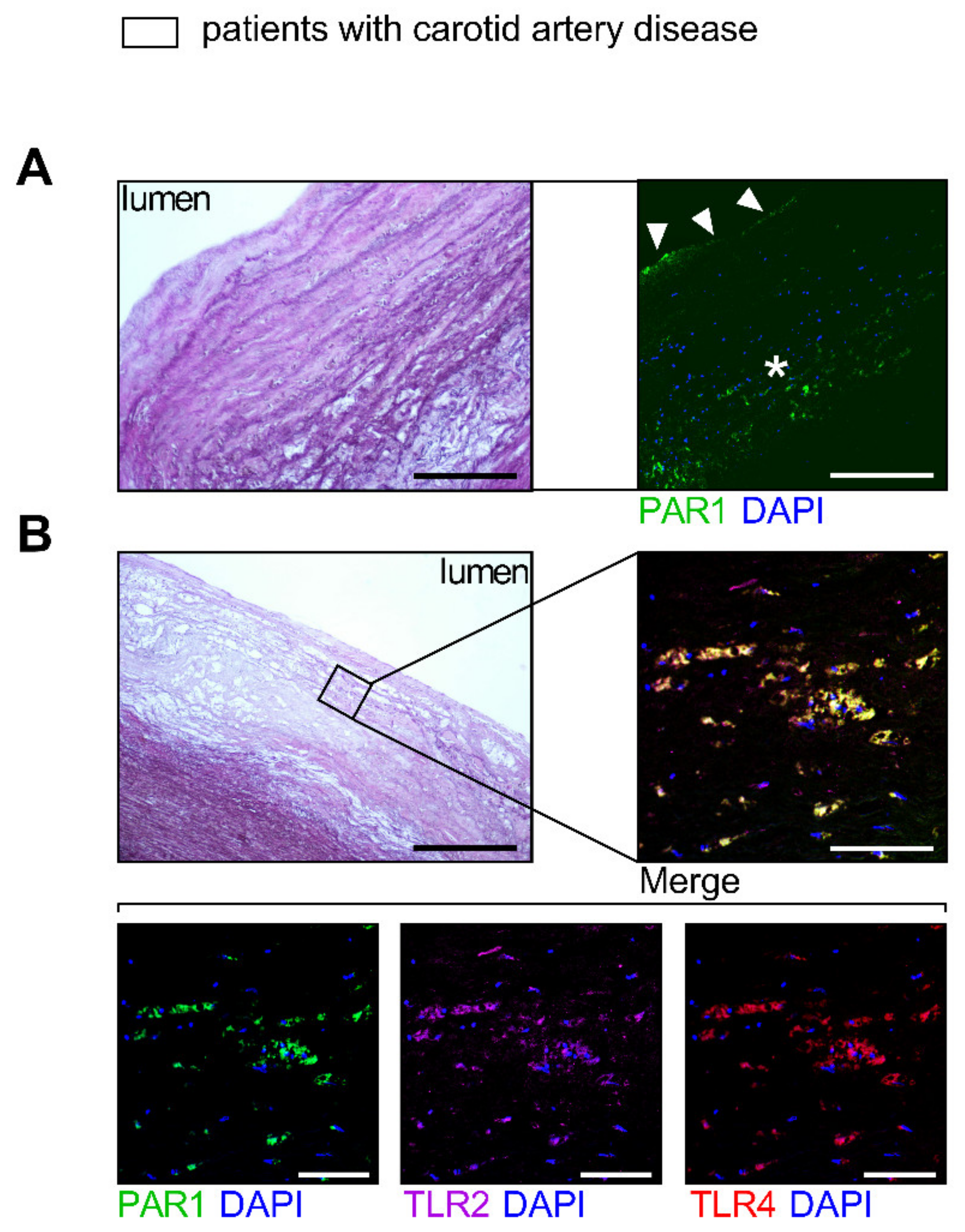 Cells 10 03517 g003 550