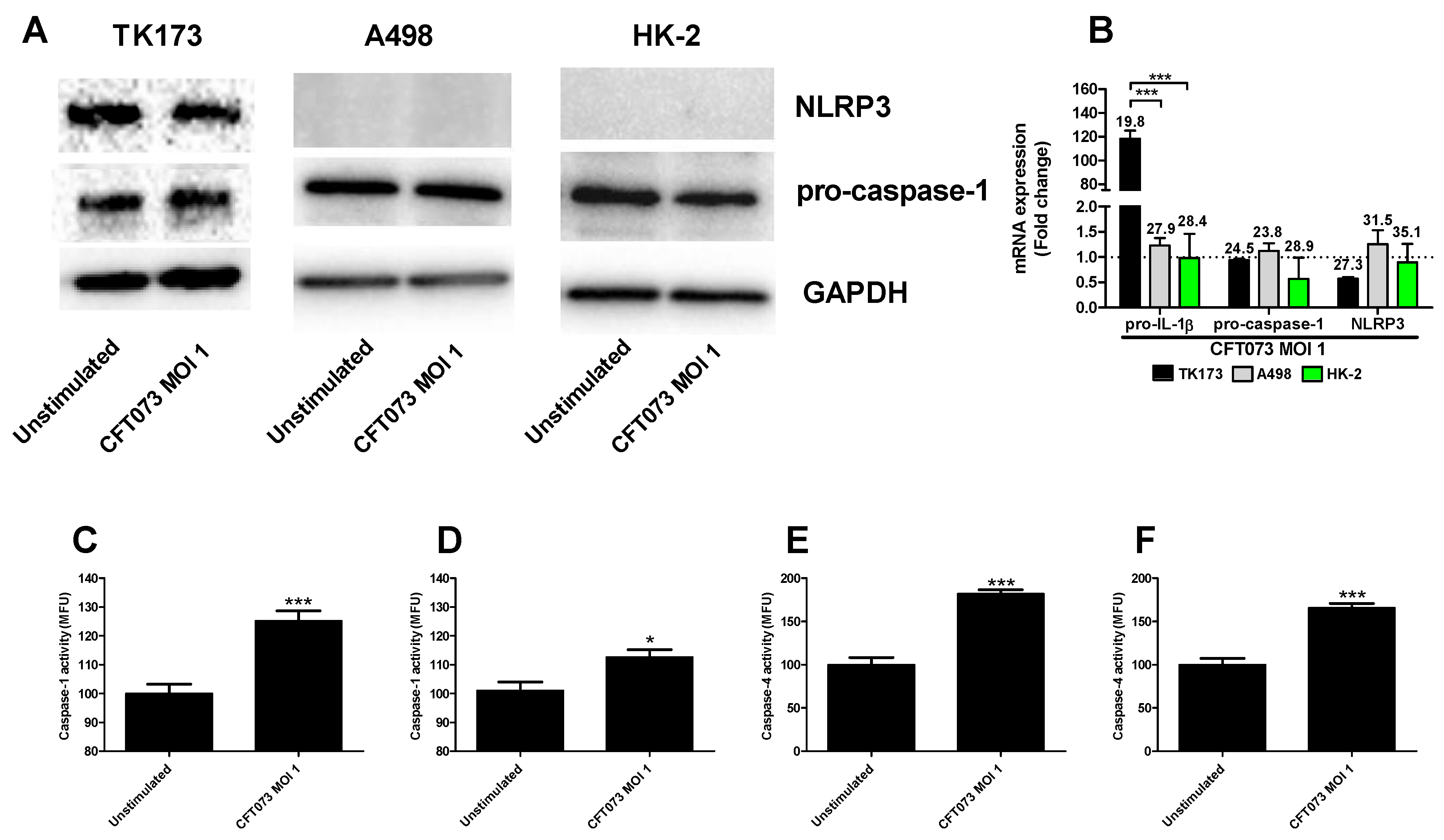 Cells 10 03522 g002 Cells 10 03522 g002