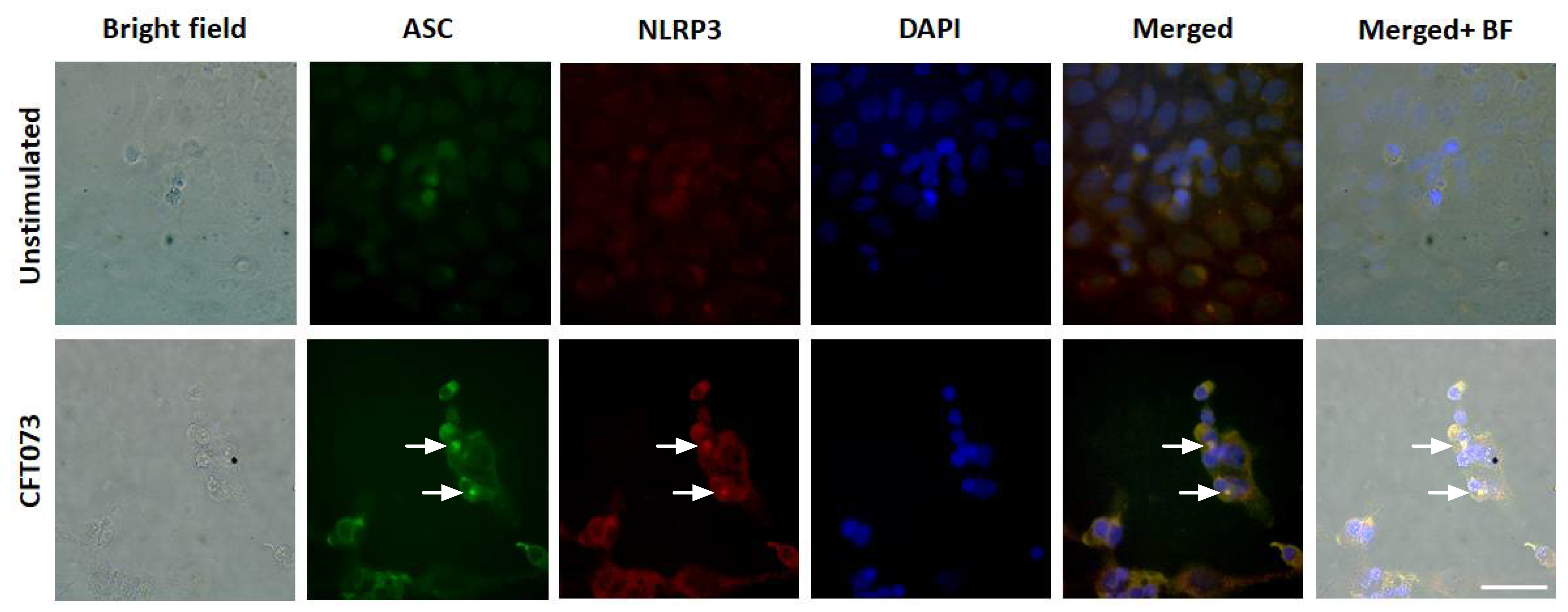 Cells 10 03522 g003 Cells 10 03522 g003