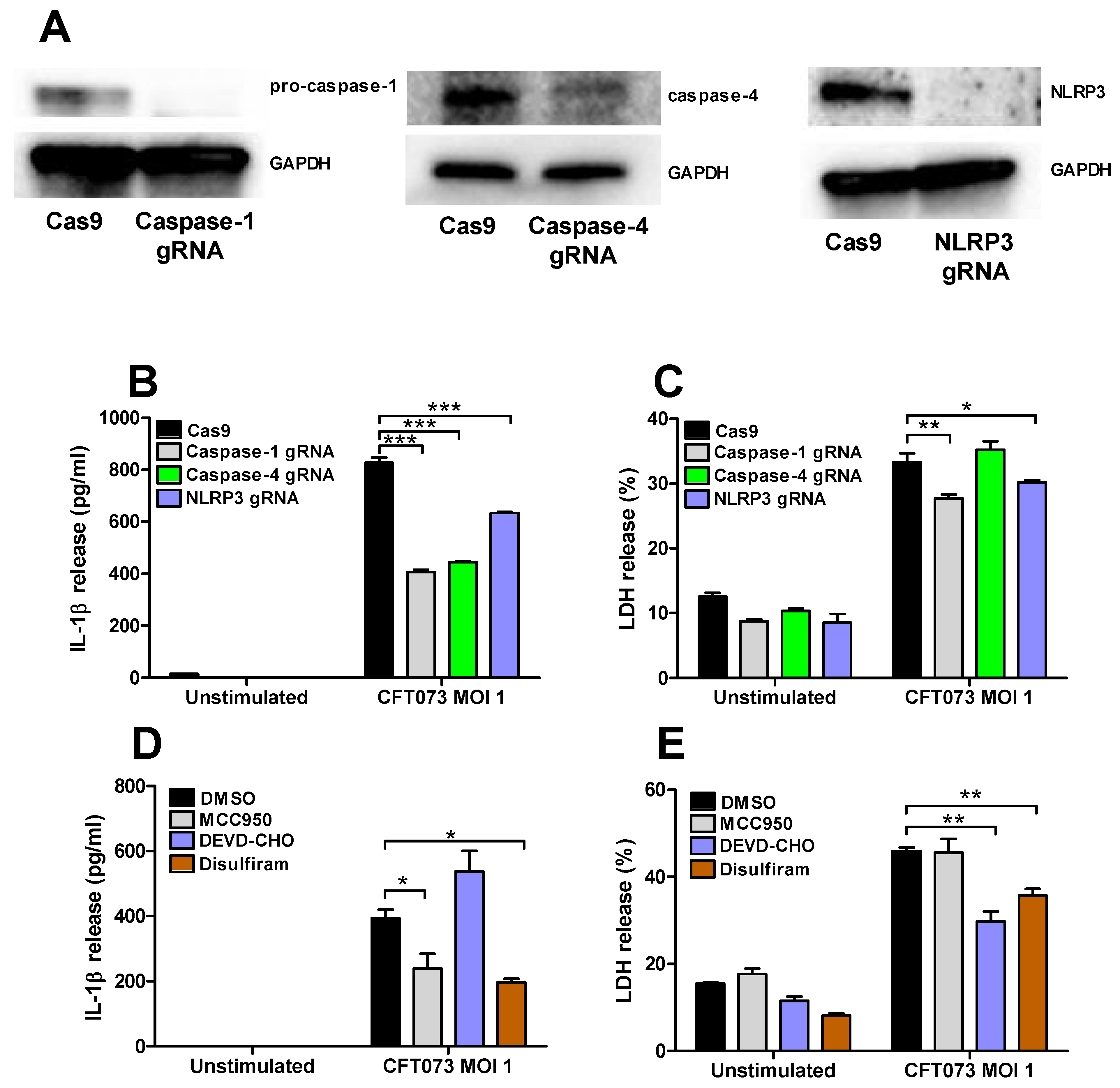Cells 10 03522 g006 Cells 10 03522 g006
