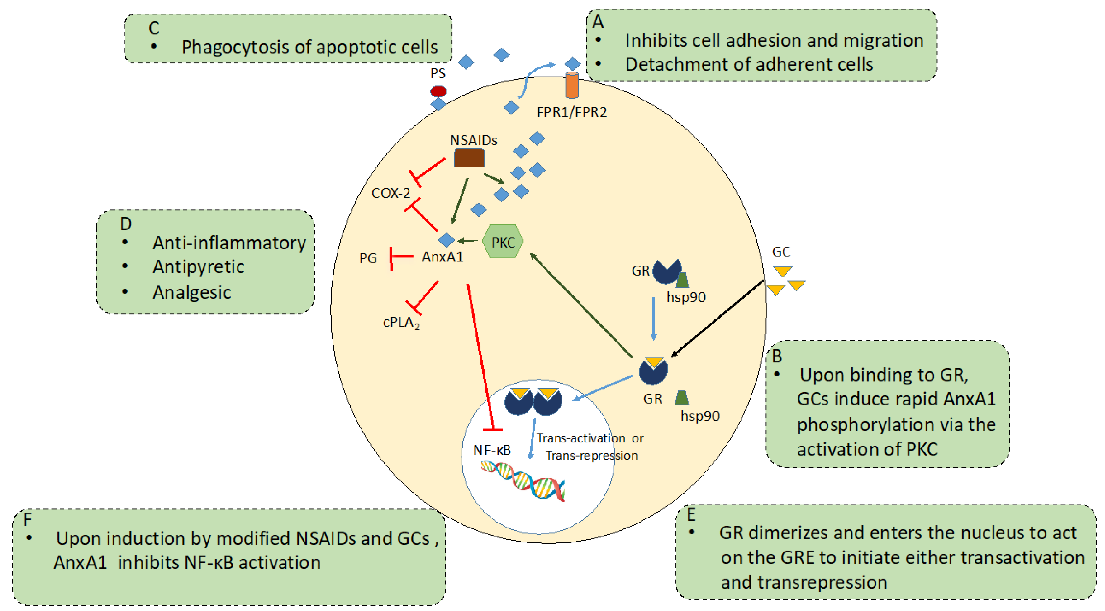 gabapentin and nsaid interaction