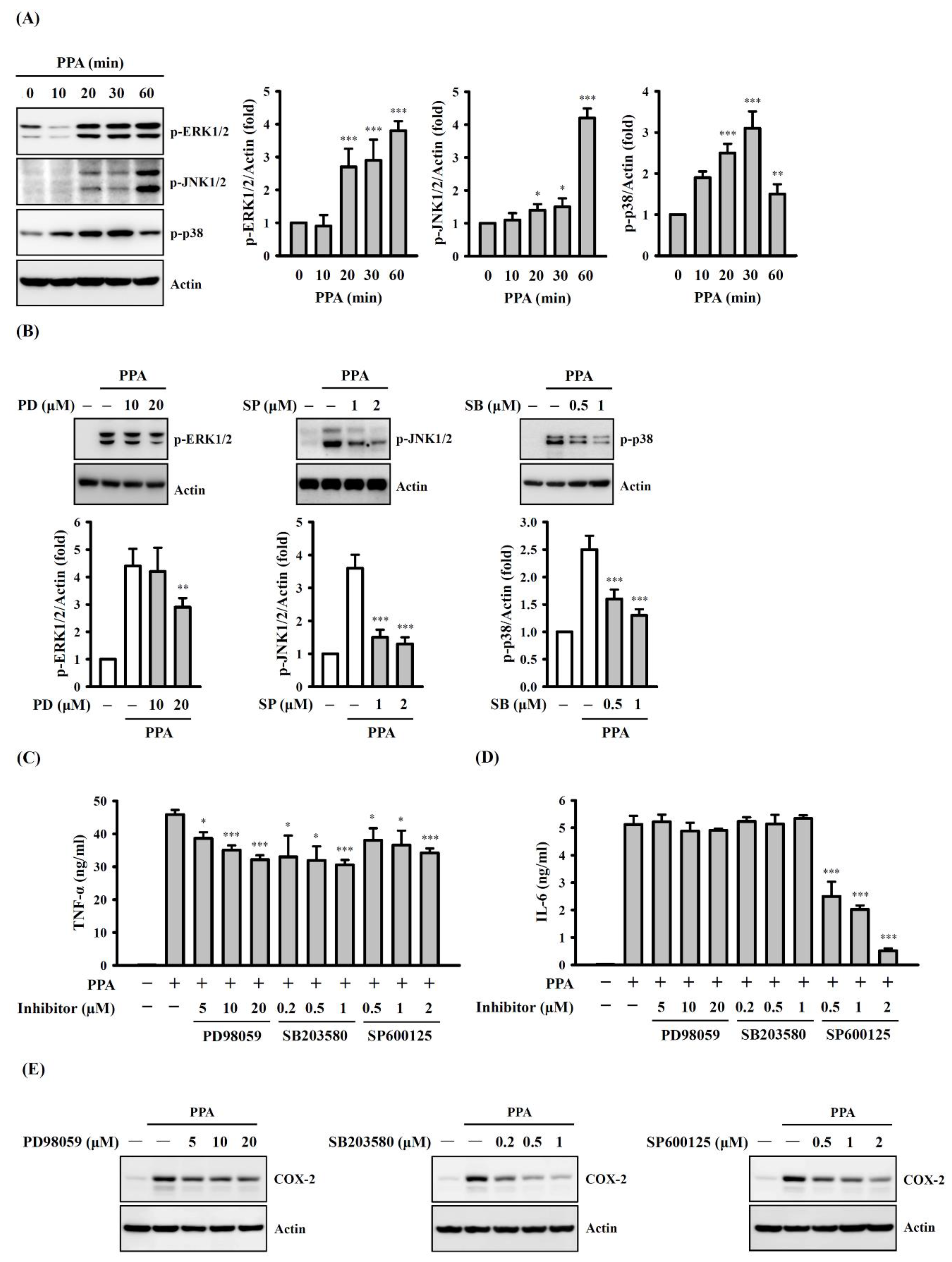 Cells 10 03531 g006 550
