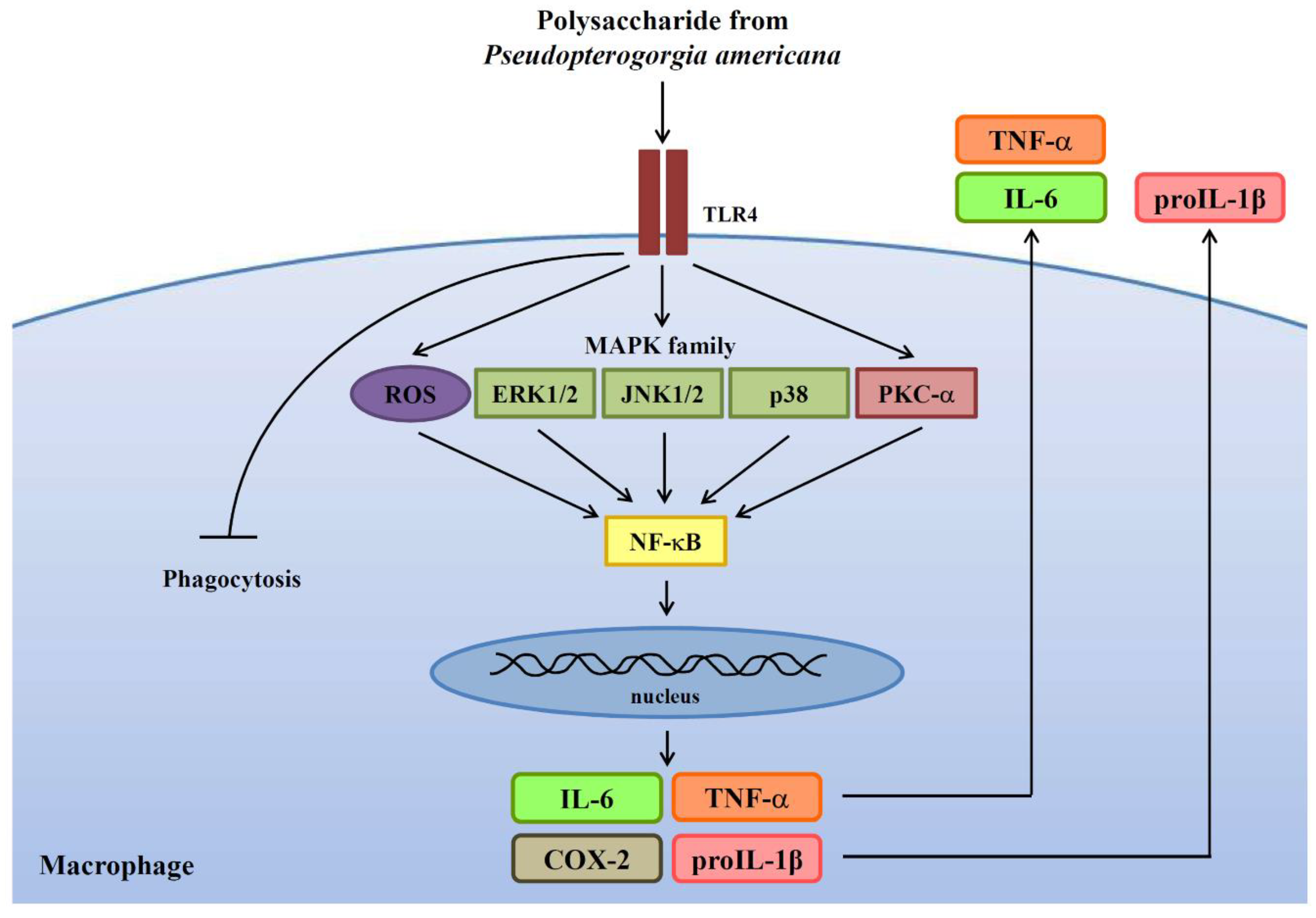 Cells 10 03531 g010 550