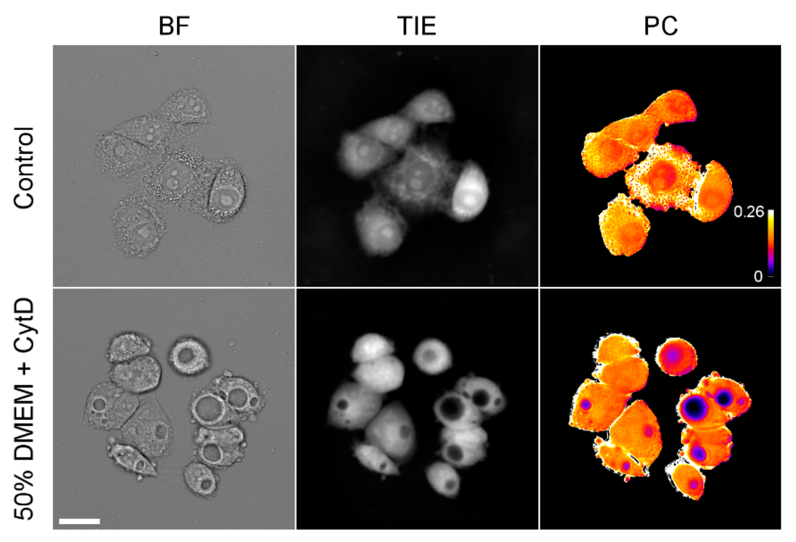 Cells 10 03532 g005 550