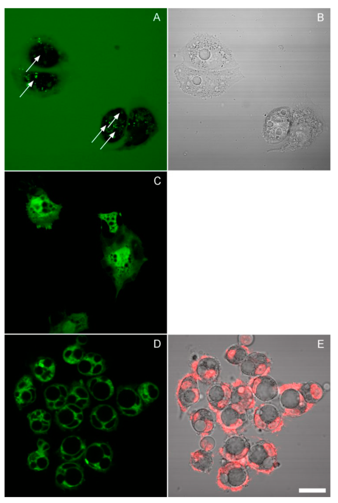 Cells 10 03532 g006 550