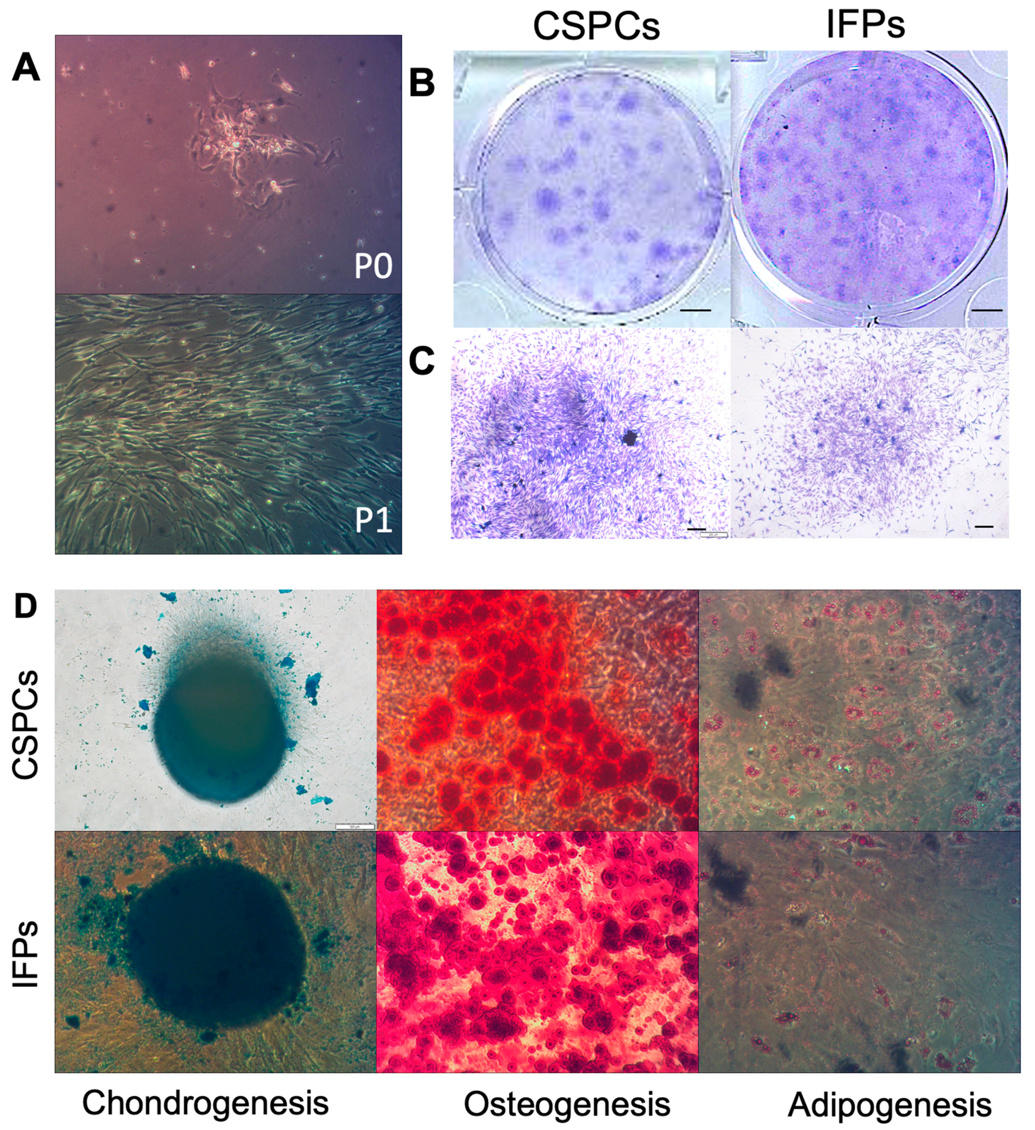 Cells 10 03536 g001 550