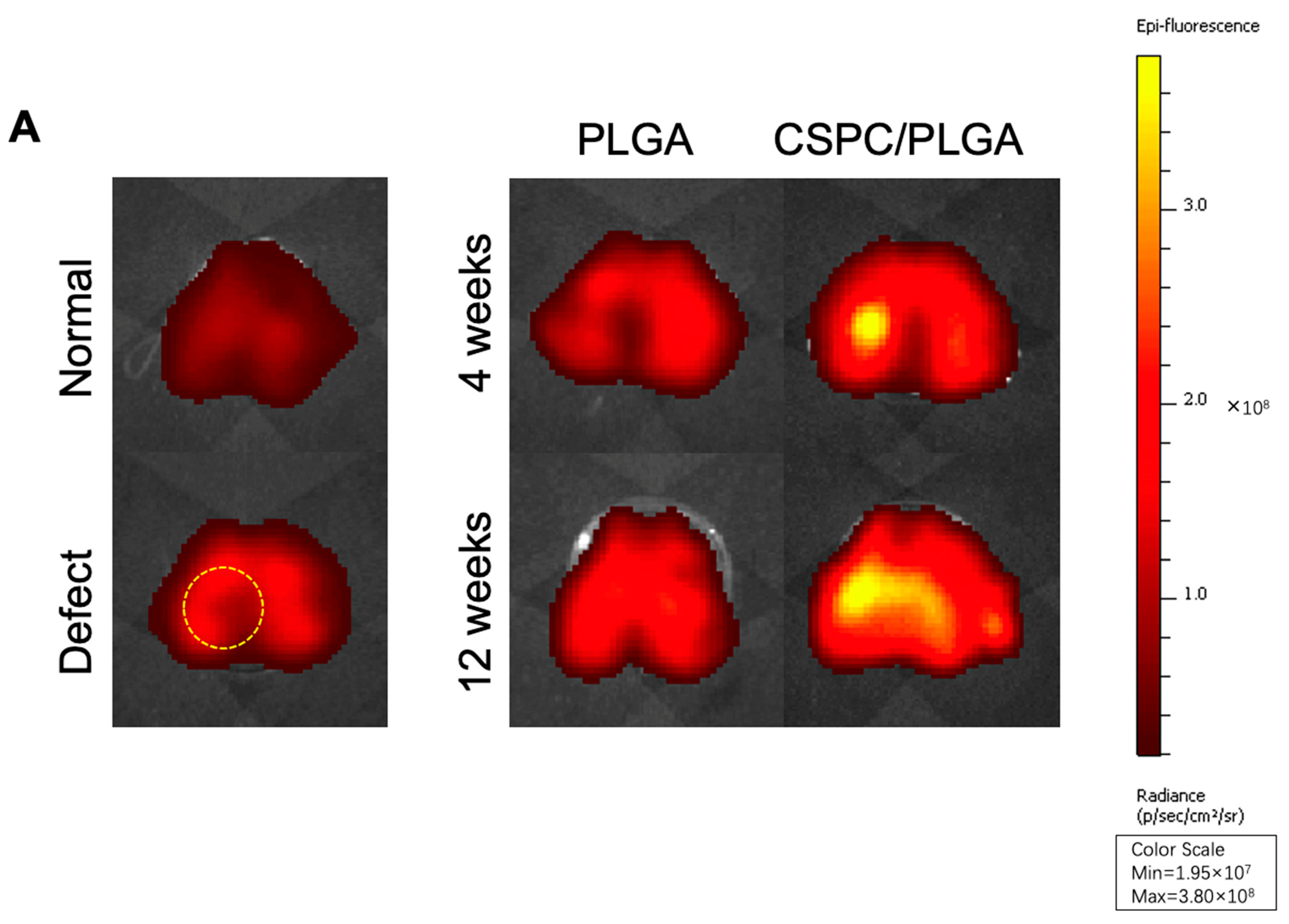 Cells 10 03536 g004a 550