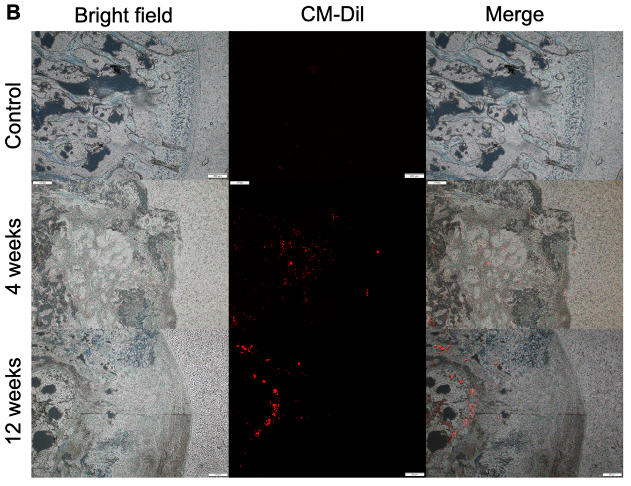 Cells 10 03536 g004b 550