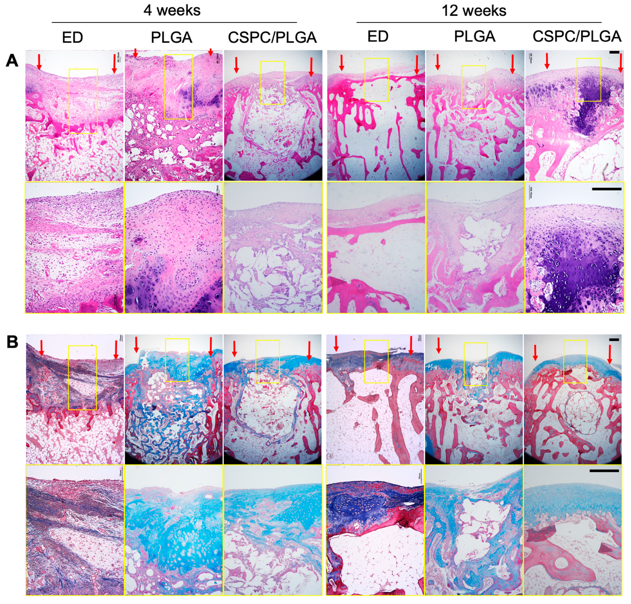 Cells 10 03536 g007a 550