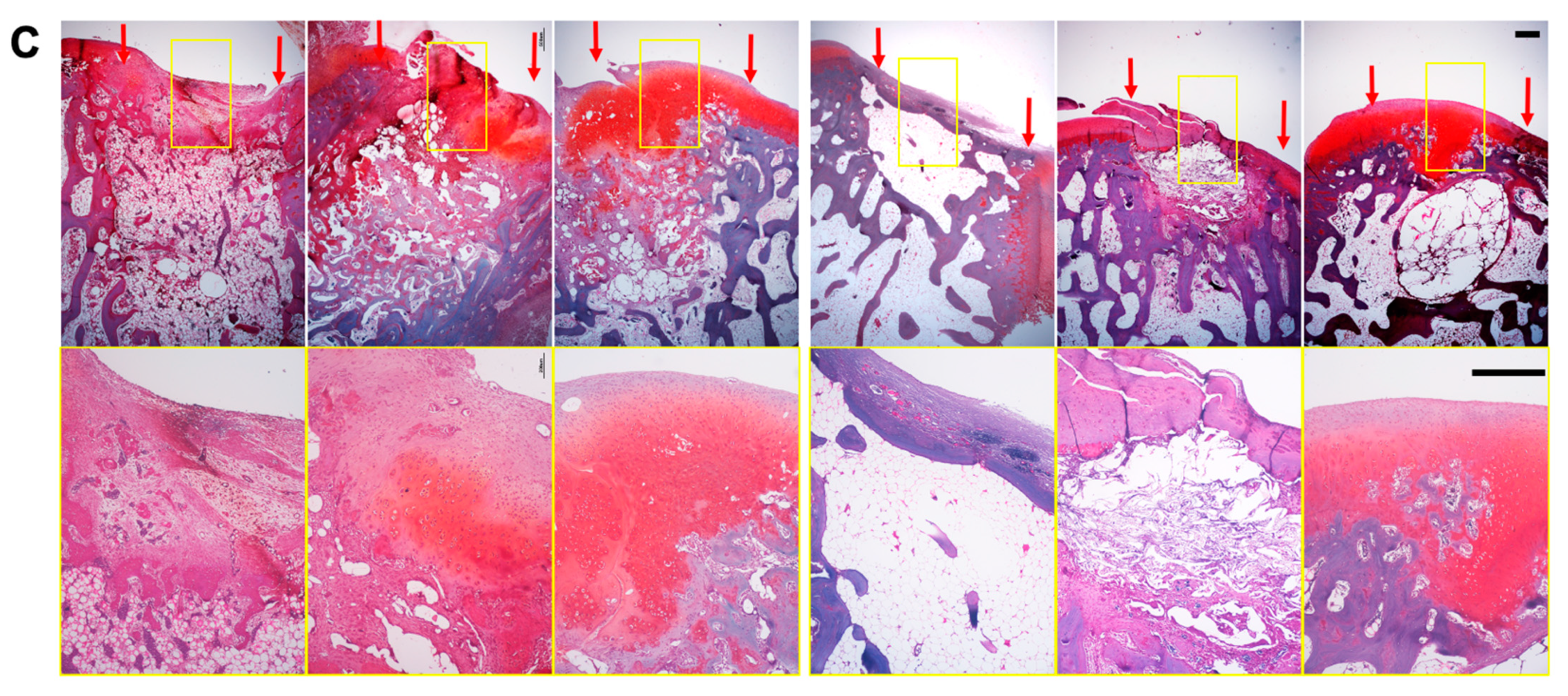 Cells 10 03536 g007b 550
