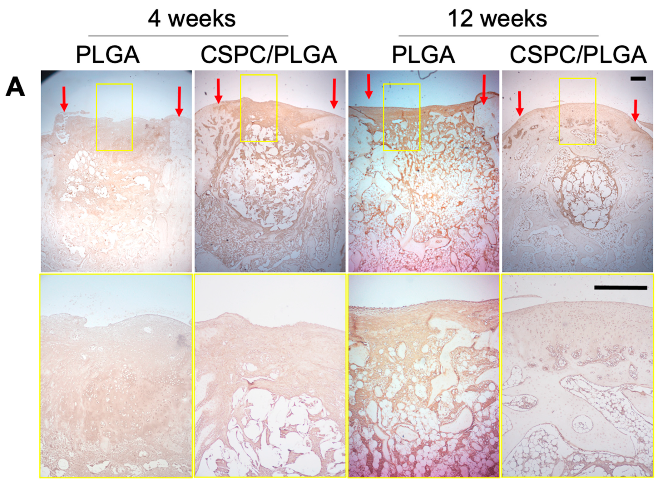 Cells 10 03536 g008a 550