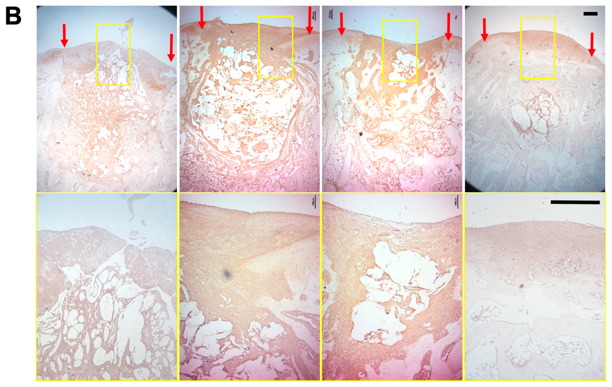 Cells 10 03536 g008b 550