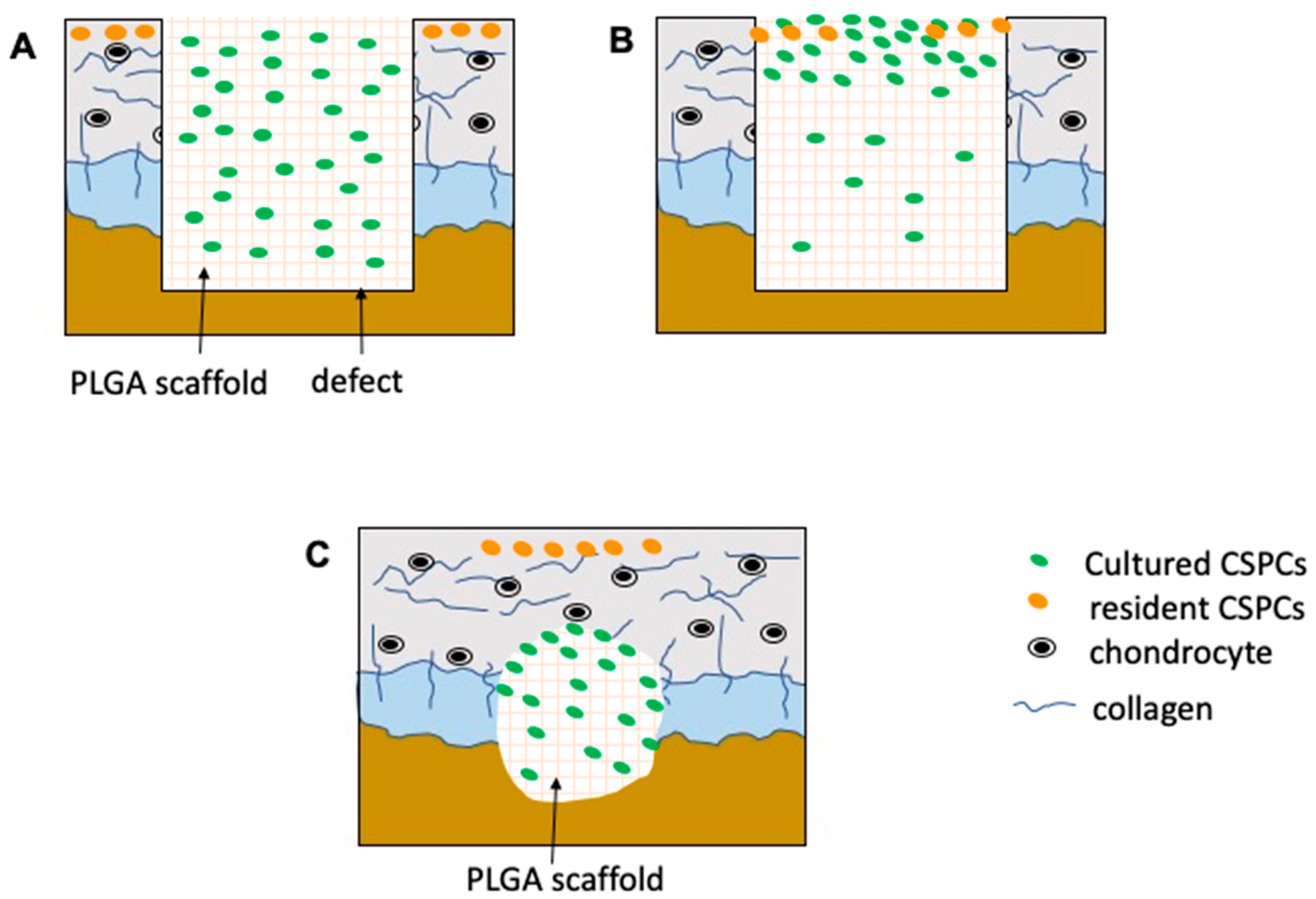 Cells 10 03536 g009 550
