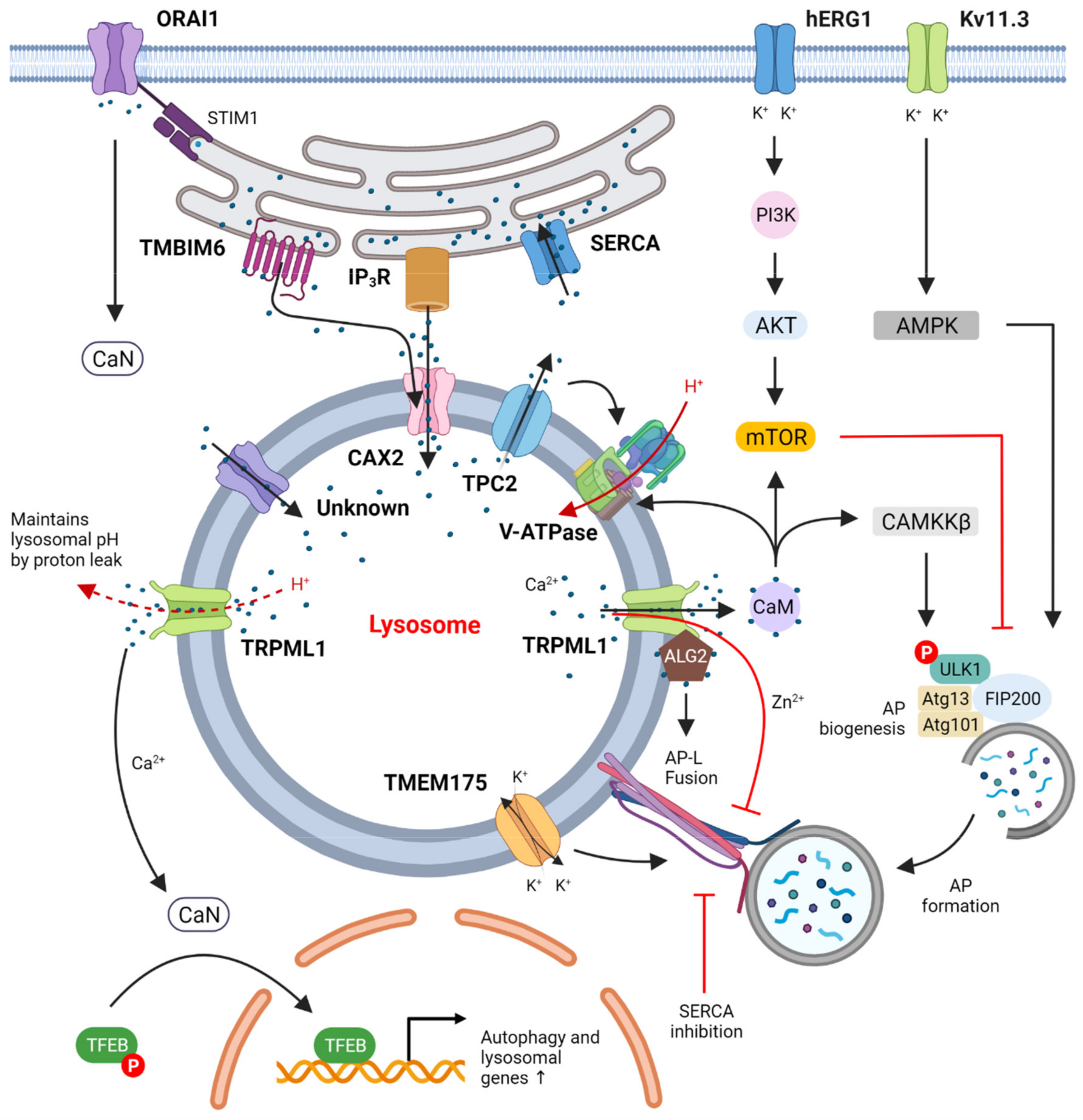 Cells 10 03537 g001 Cells 10 03537 g001
