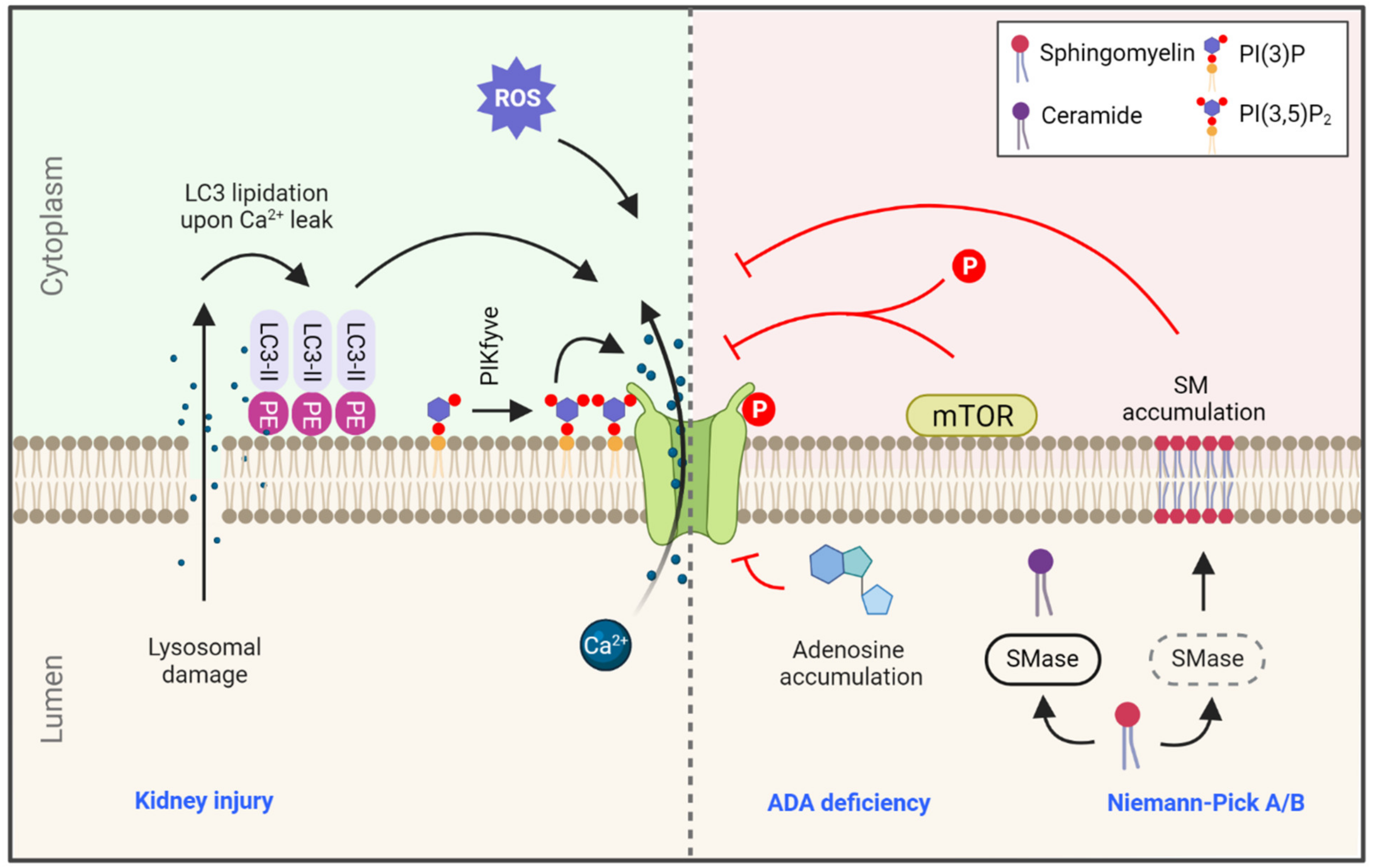 Cells 10 03537 g002 Cells 10 03537 g002