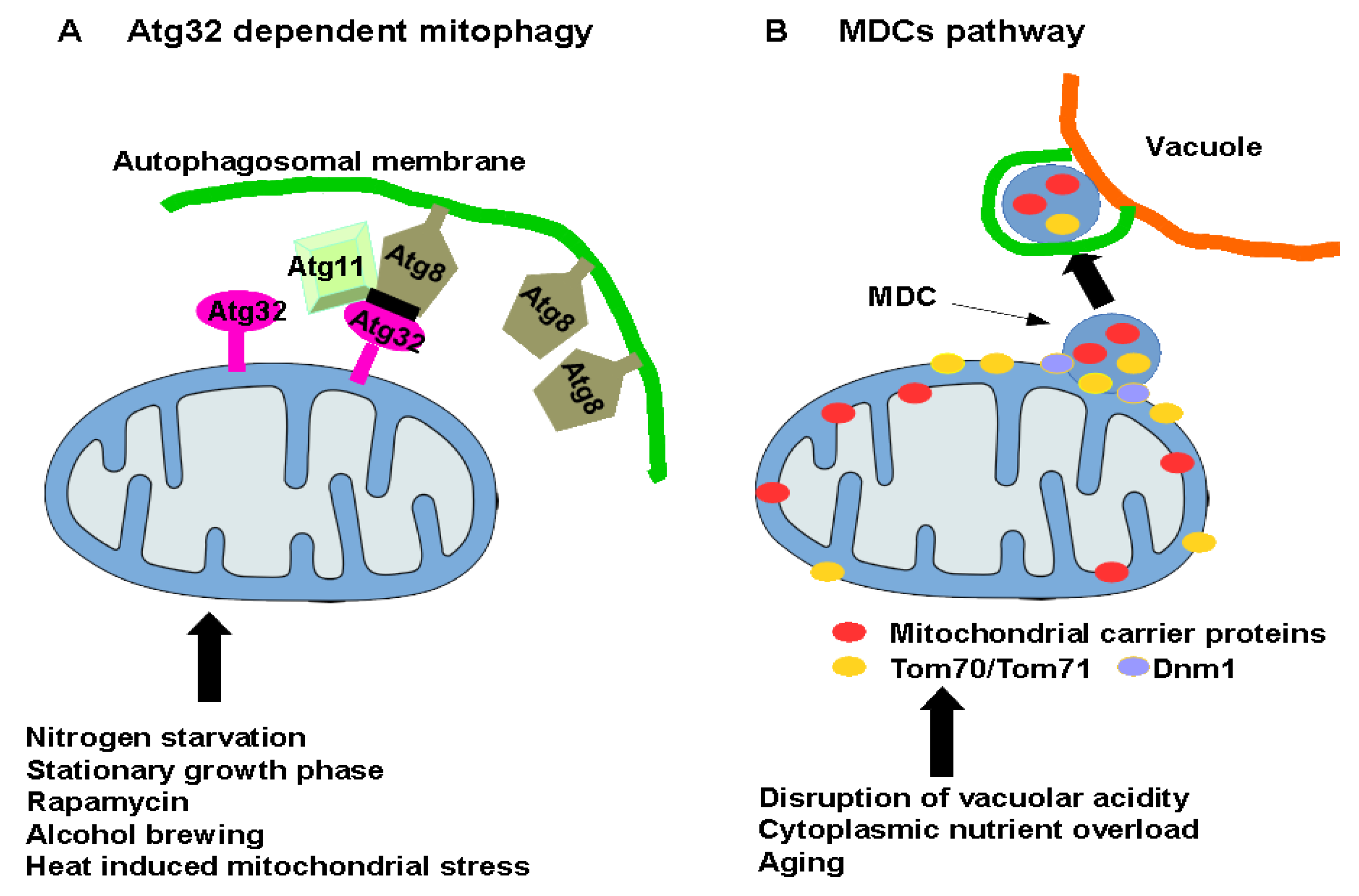Cells Free FullText Mitophagy in Yeast Decades of Research
