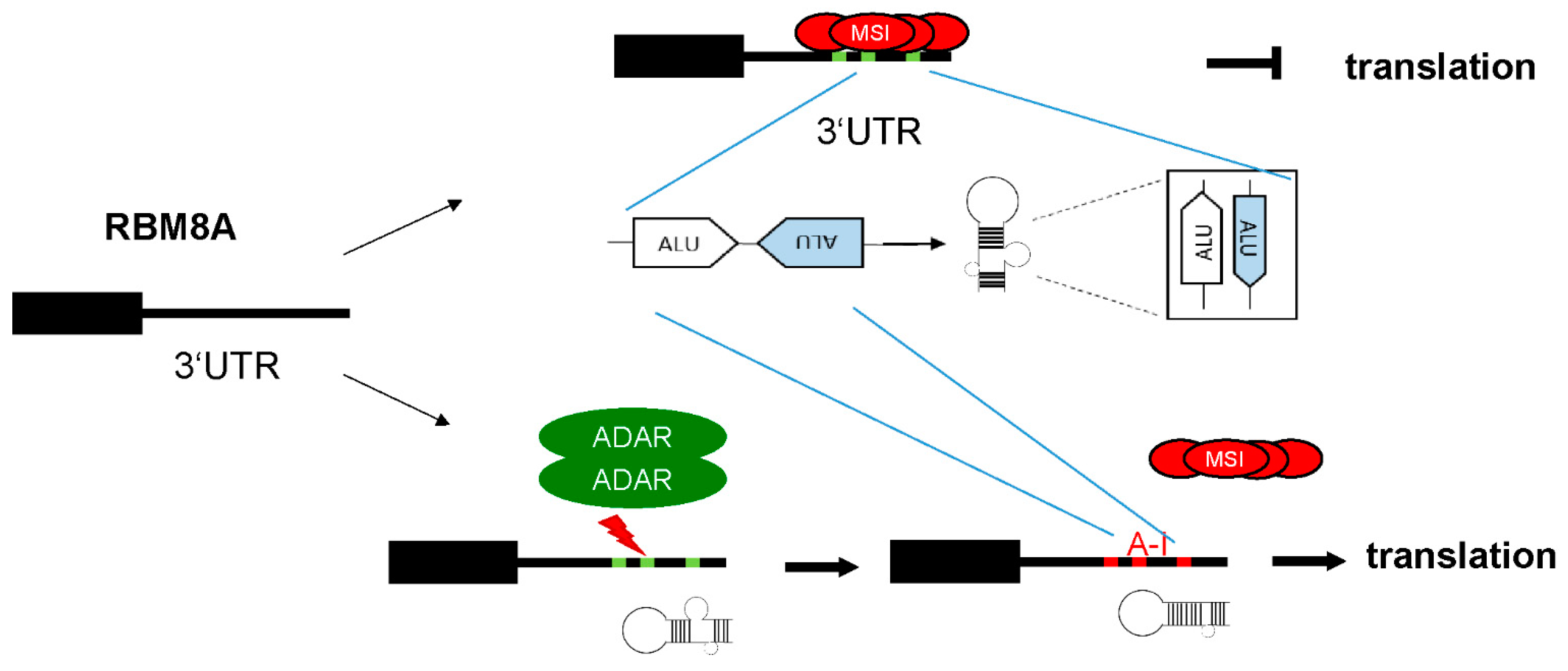 Cells 10 03543 g007 550