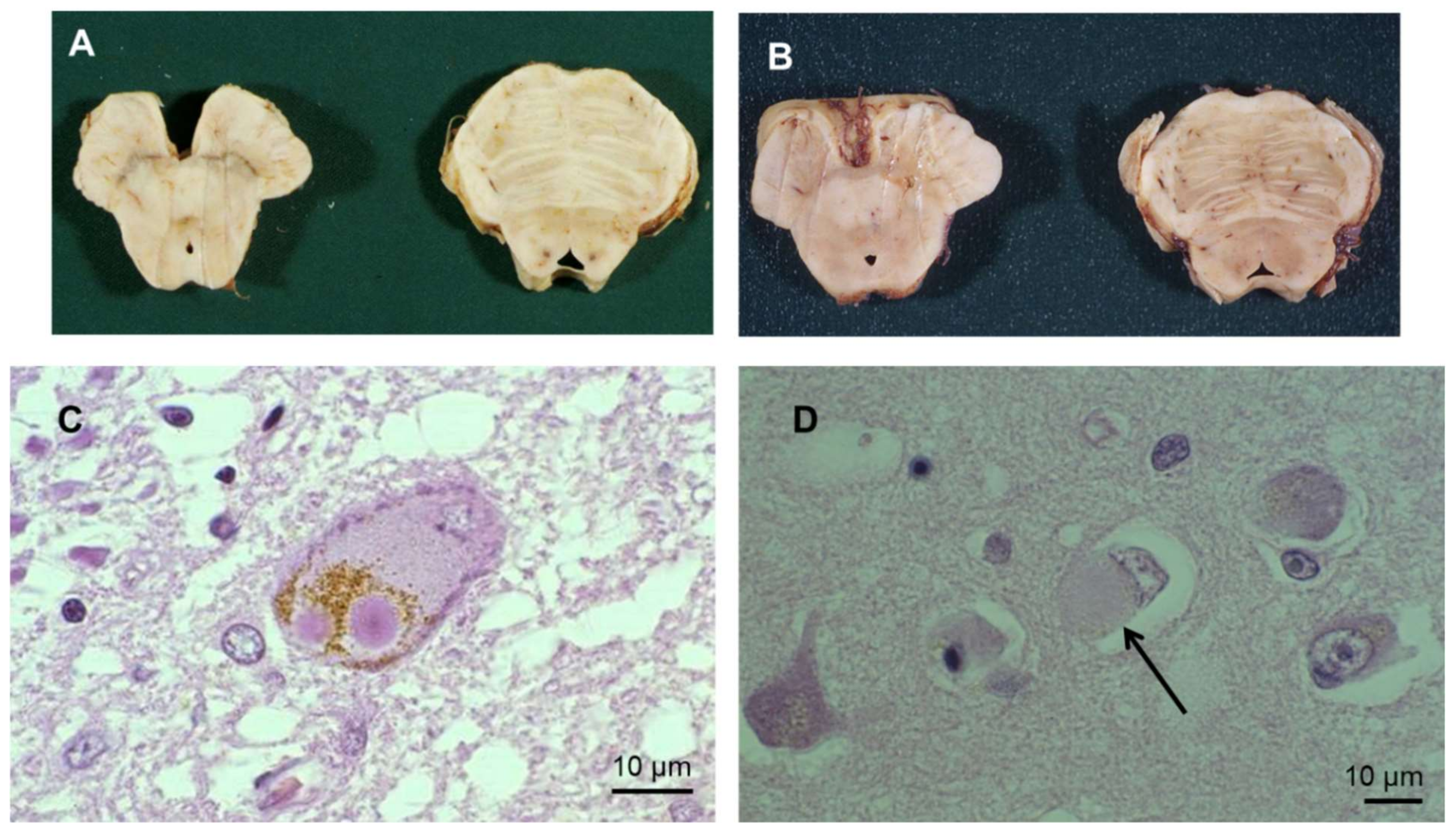Cells 10 03547 g001 Cells 10 03547 g001