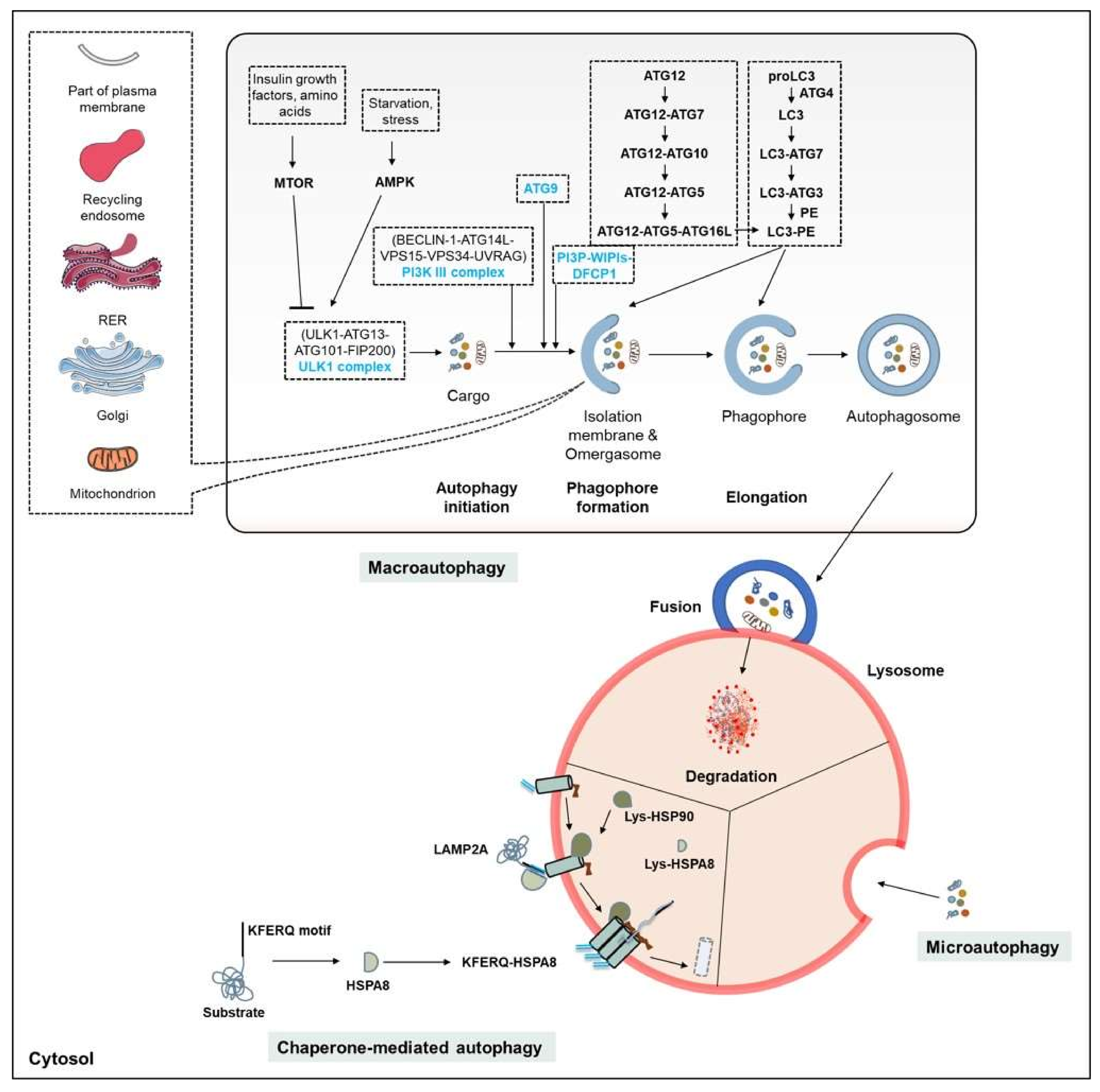 Cells 10 03547 g002 Cells 10 03547 g002