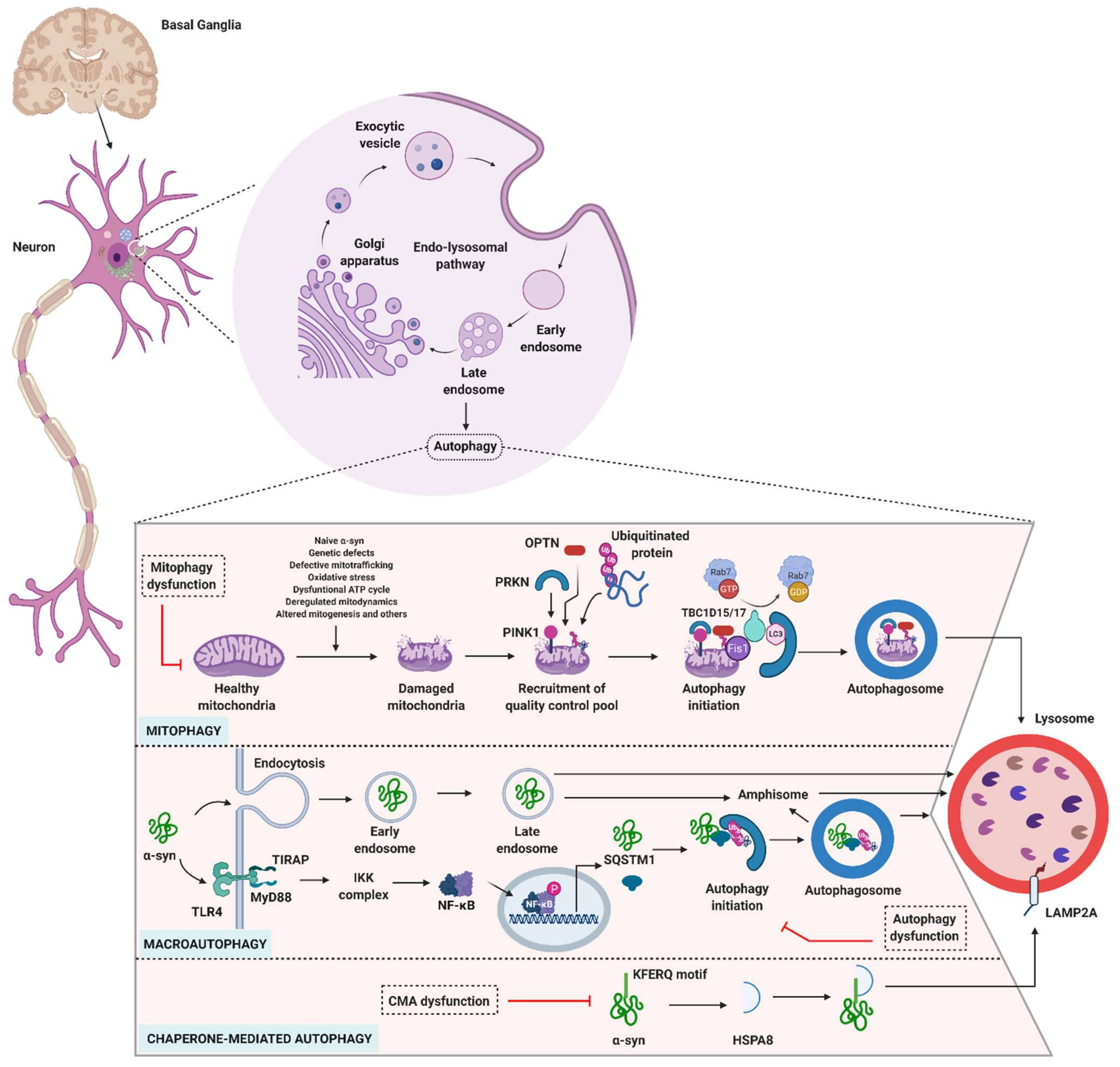 Cells 10 03547 g003 Cells 10 03547 g003