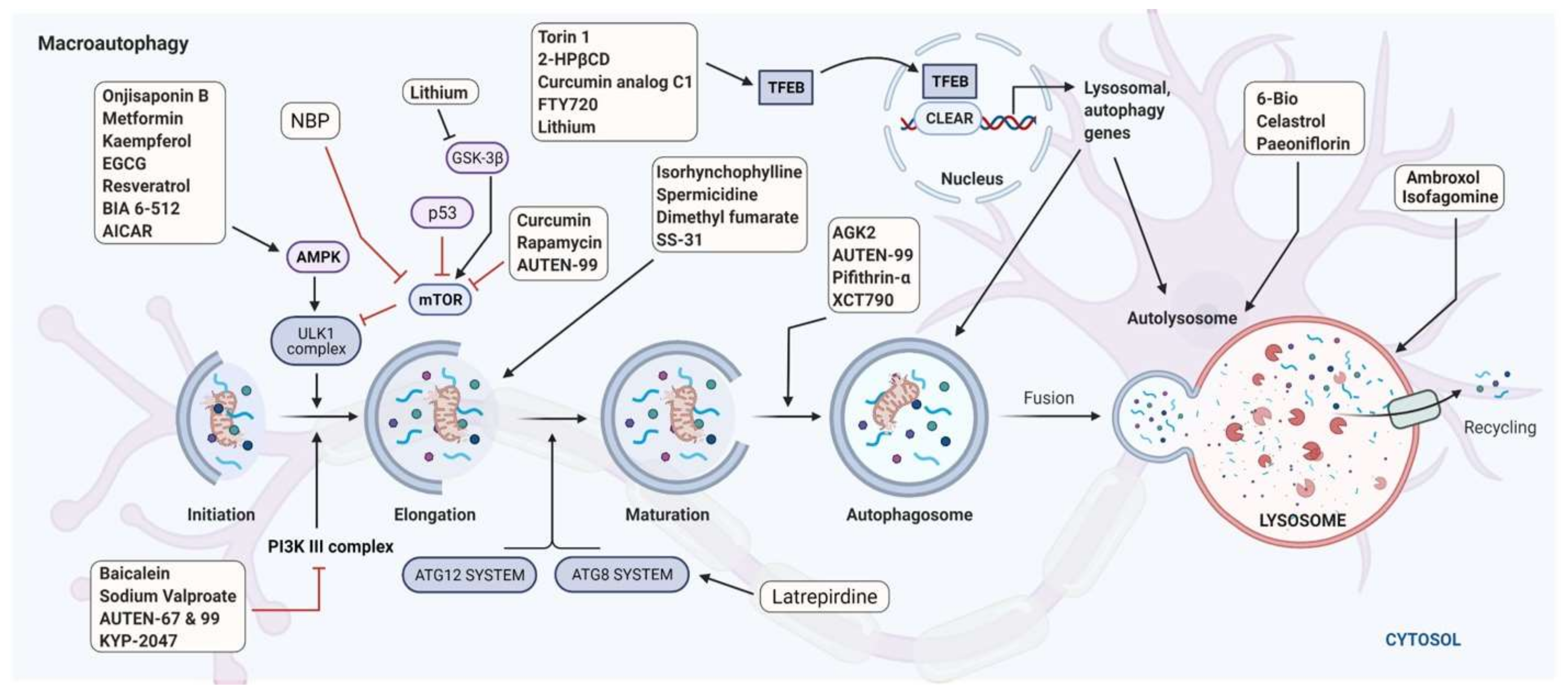 Cells 10 03547 g004 Cells 10 03547 g004